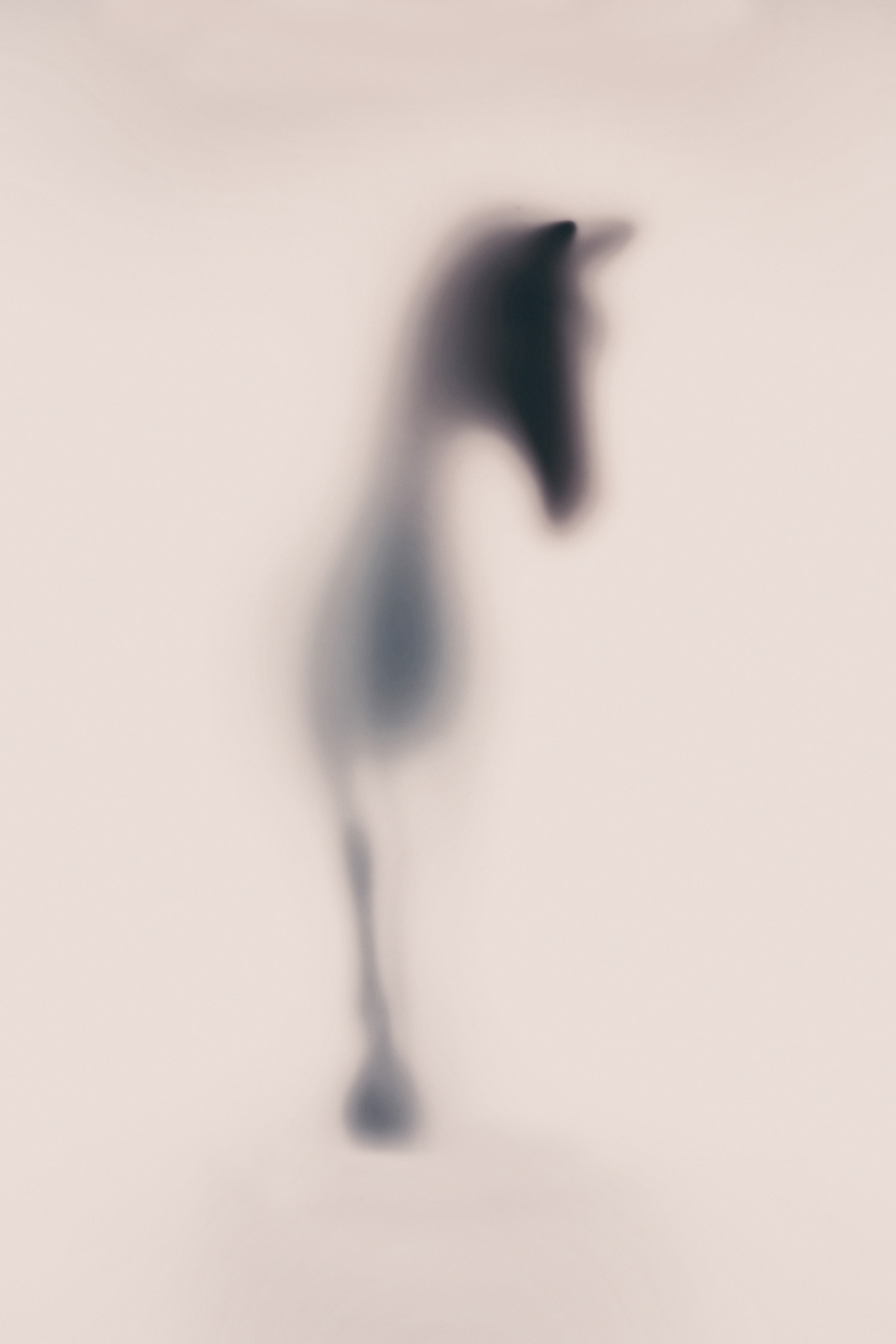WILD LENS – HORSES - Photography by Sven Pfrommer