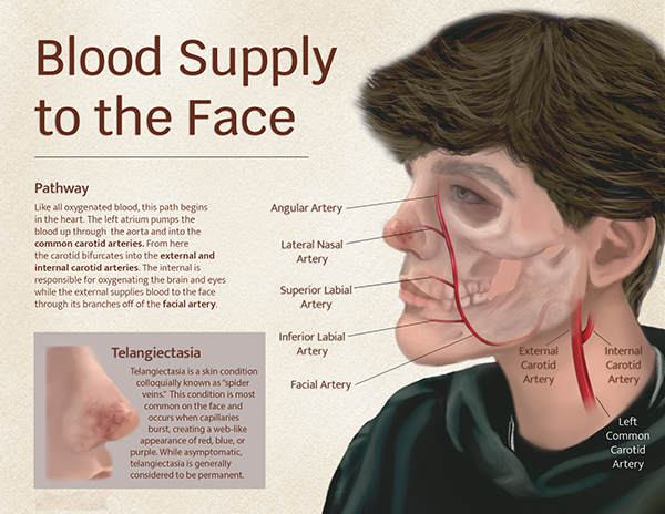 Katelyn Christopher - Blood Supply to the face