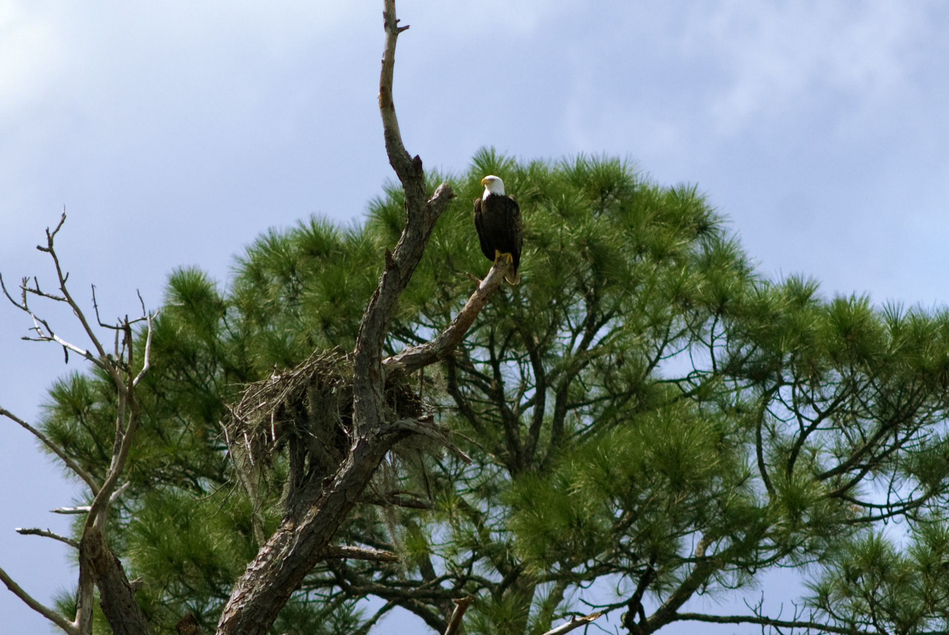 BALD EAGLE AT SALT SPRINGS