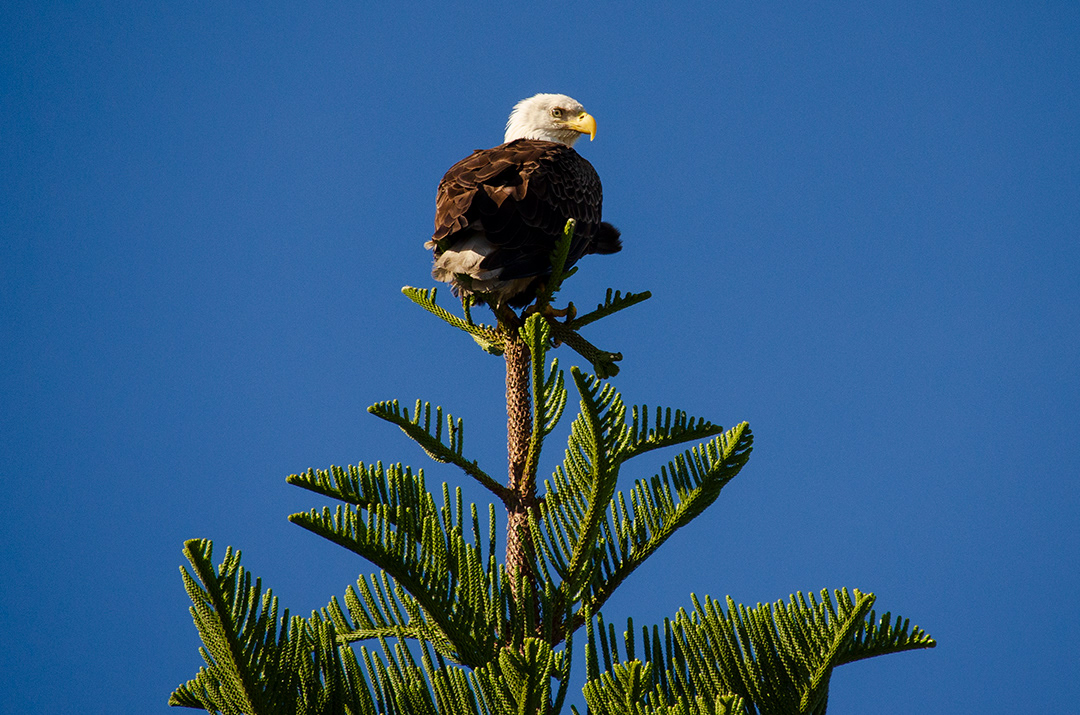 BALD EAGLE IN MY TREE • 2-3-20