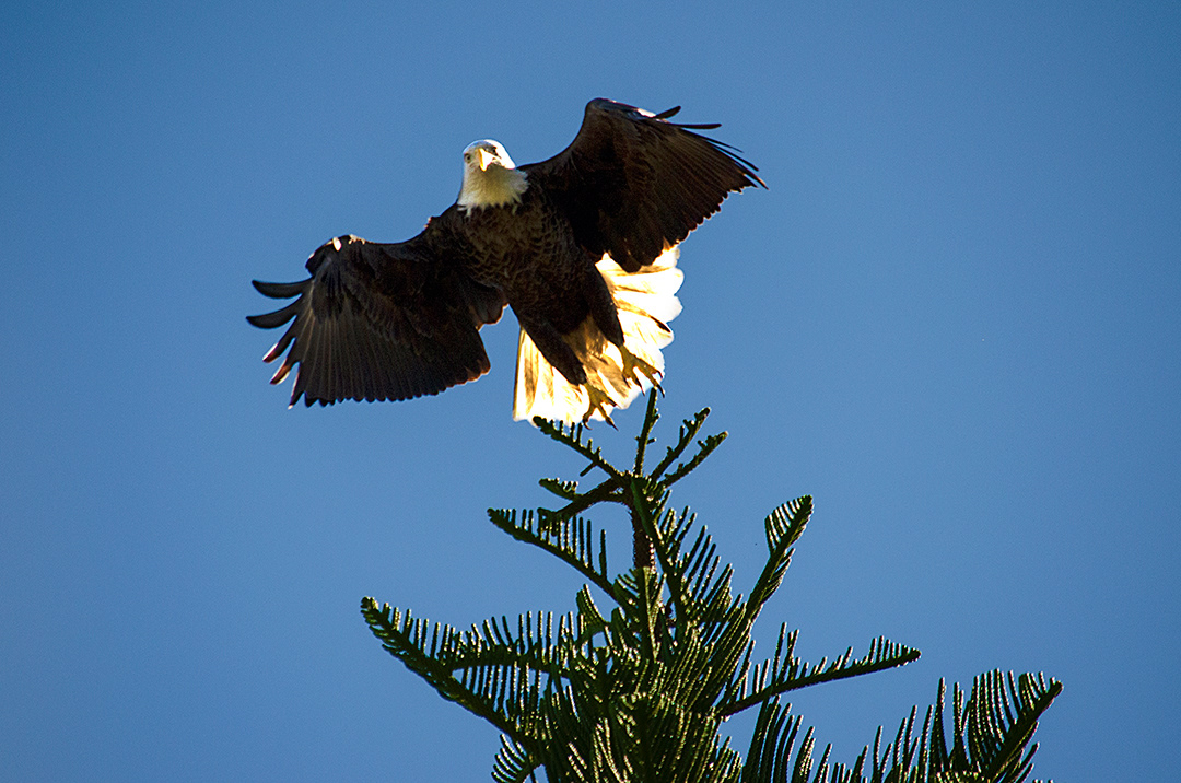 BALD EAGLE TAKING OFF • 2-3-20