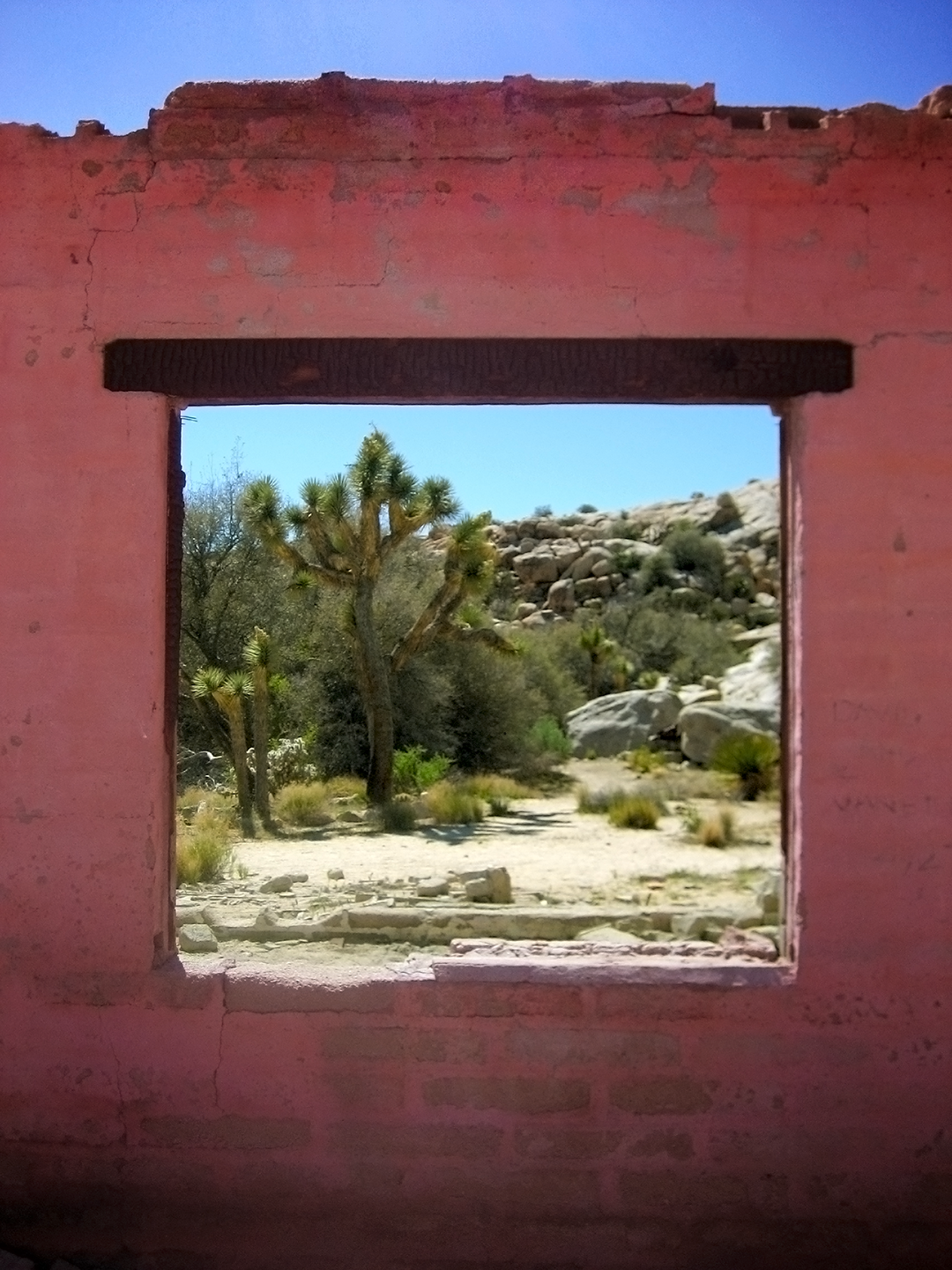 JOSHUA TREE