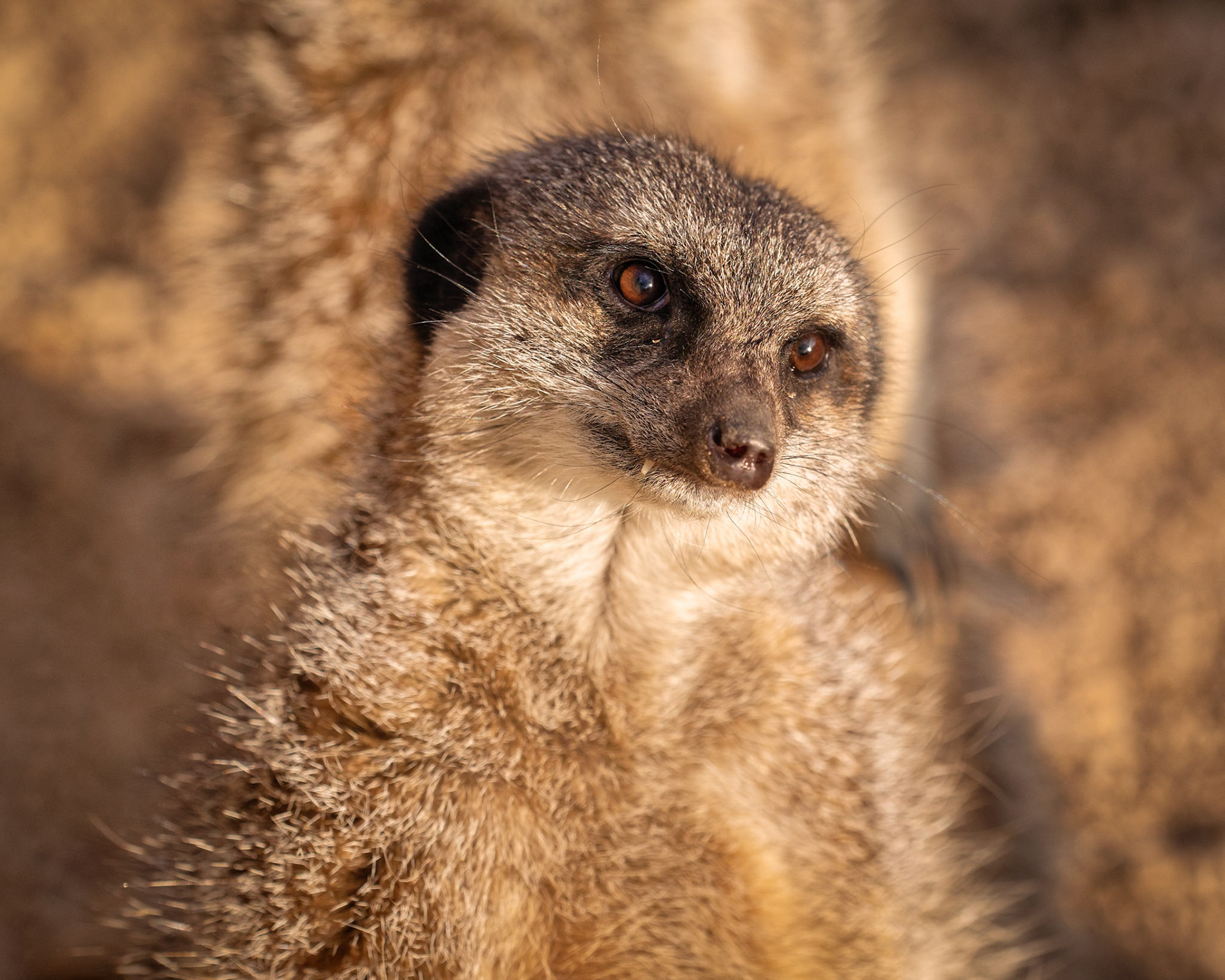 A meerkat catching some rays