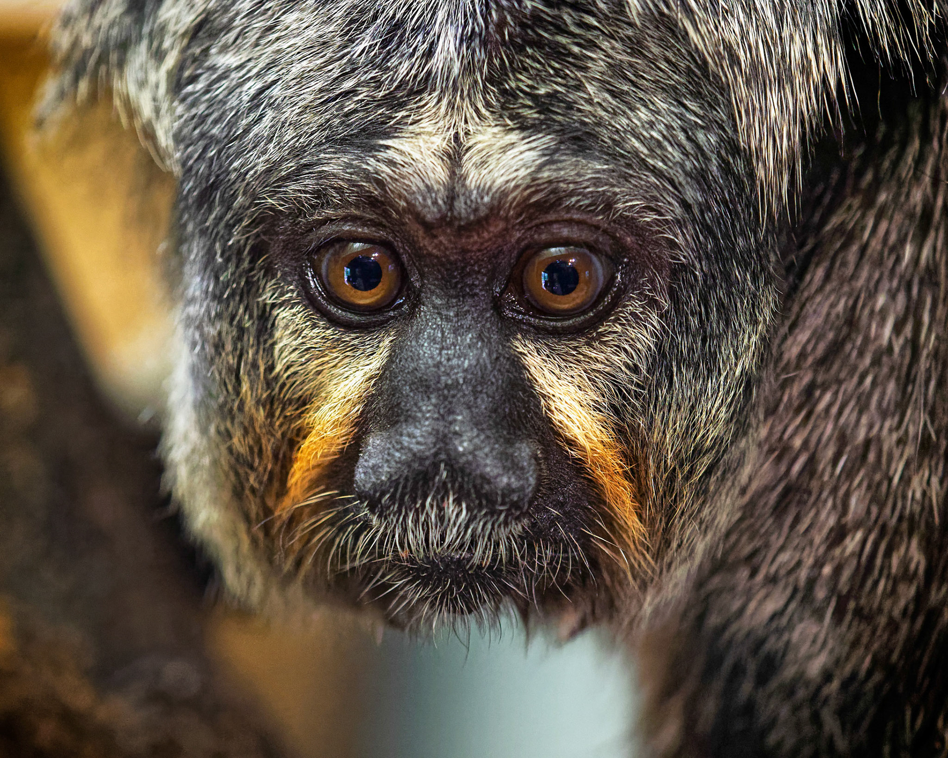 A female white-faced saki monkey