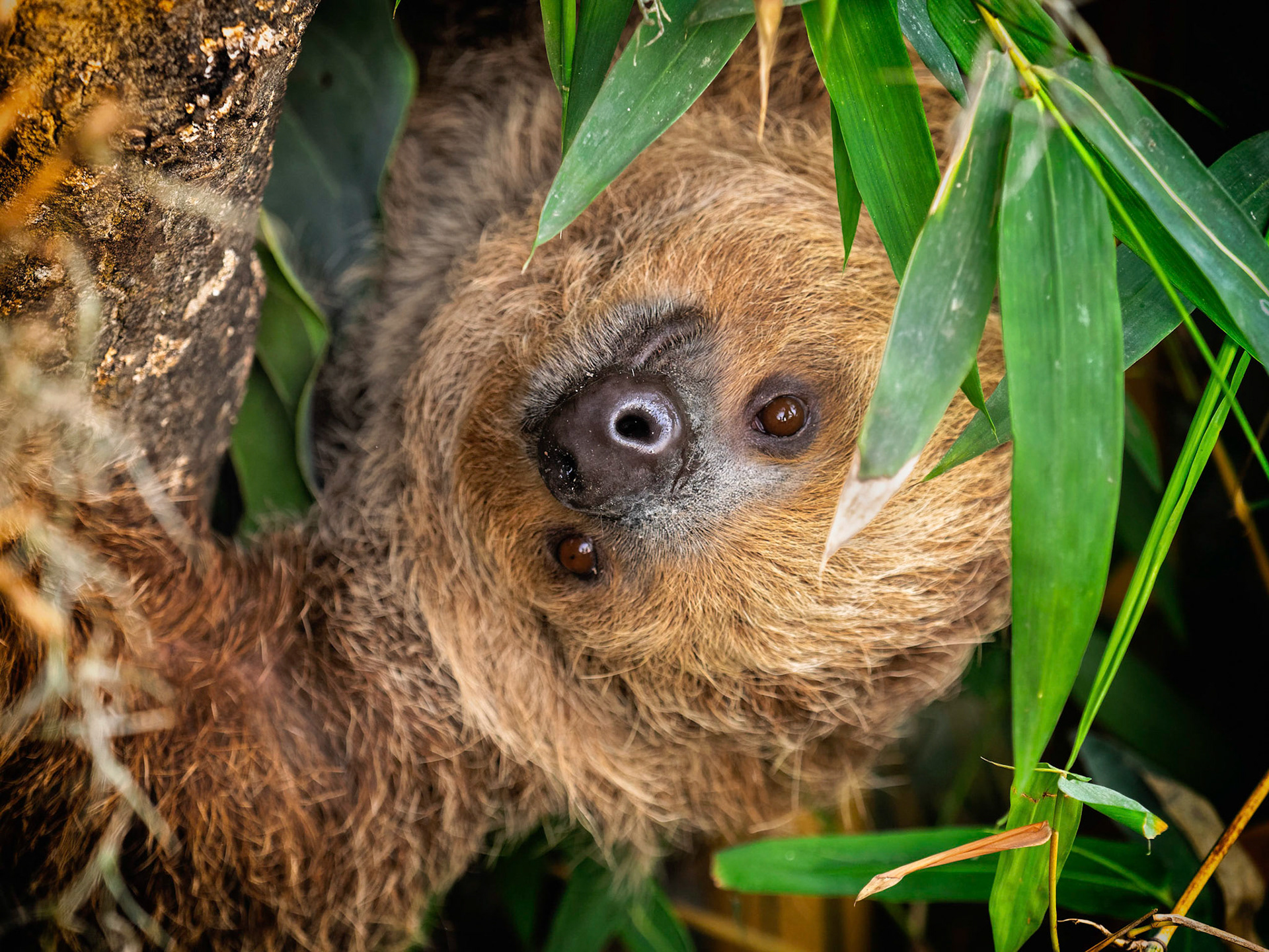 A Linne's two-toed sloth