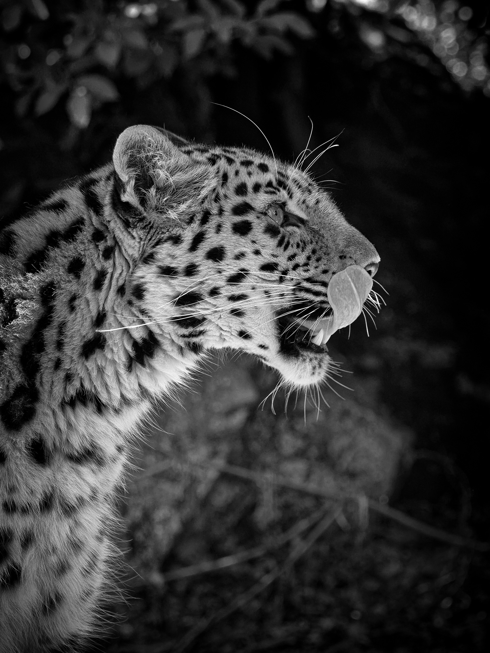 An Amur leopard