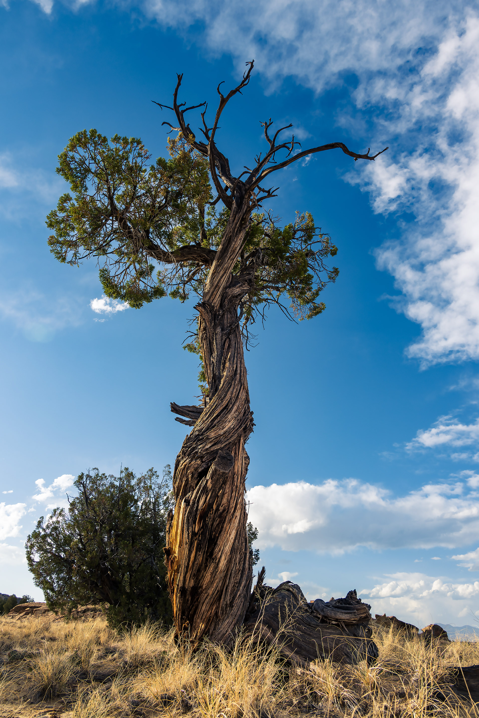 #11 Model Tree #2