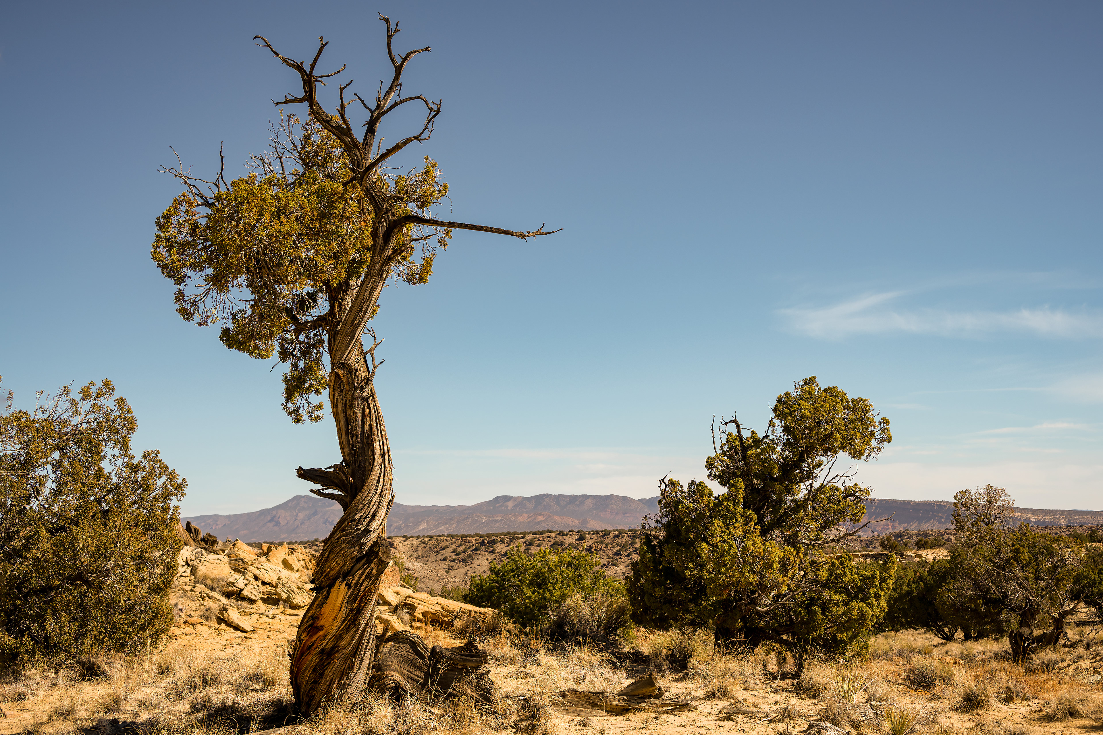 #2 Twisted Juniper