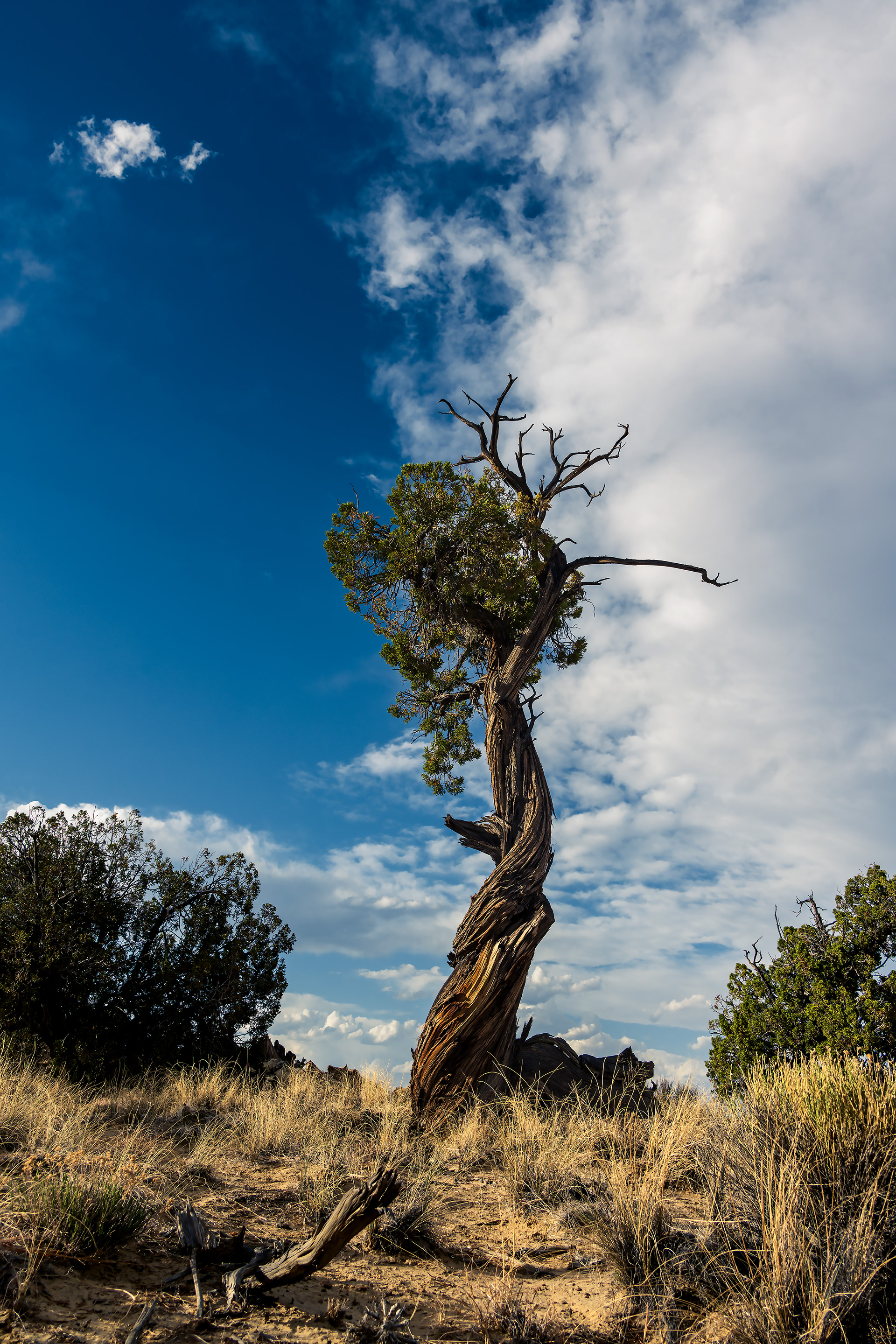 #9 Model Tree #1