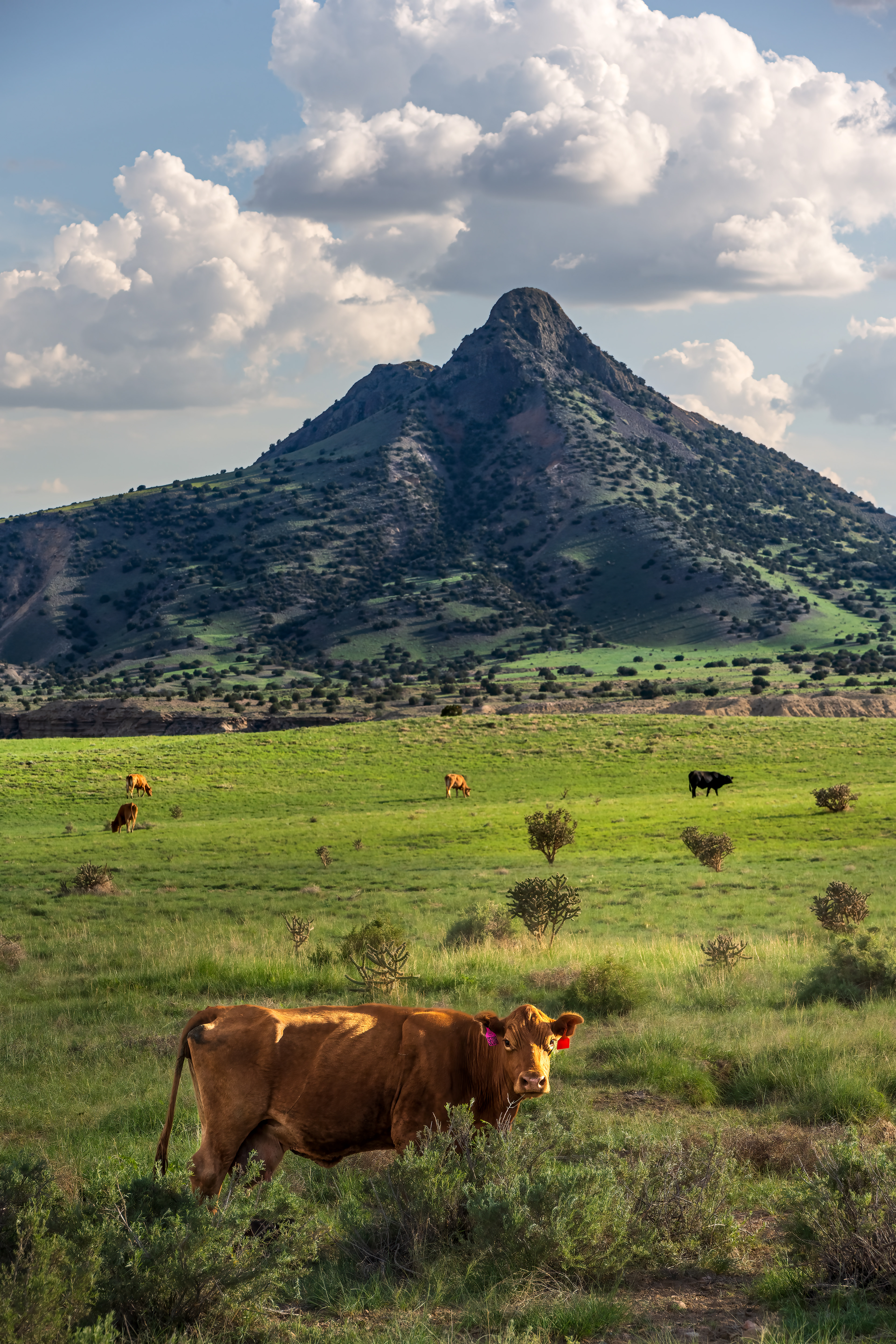 #4 Inhabitants of the Valley
