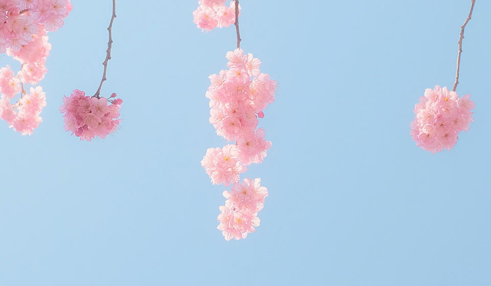 japanische Kirschblüten