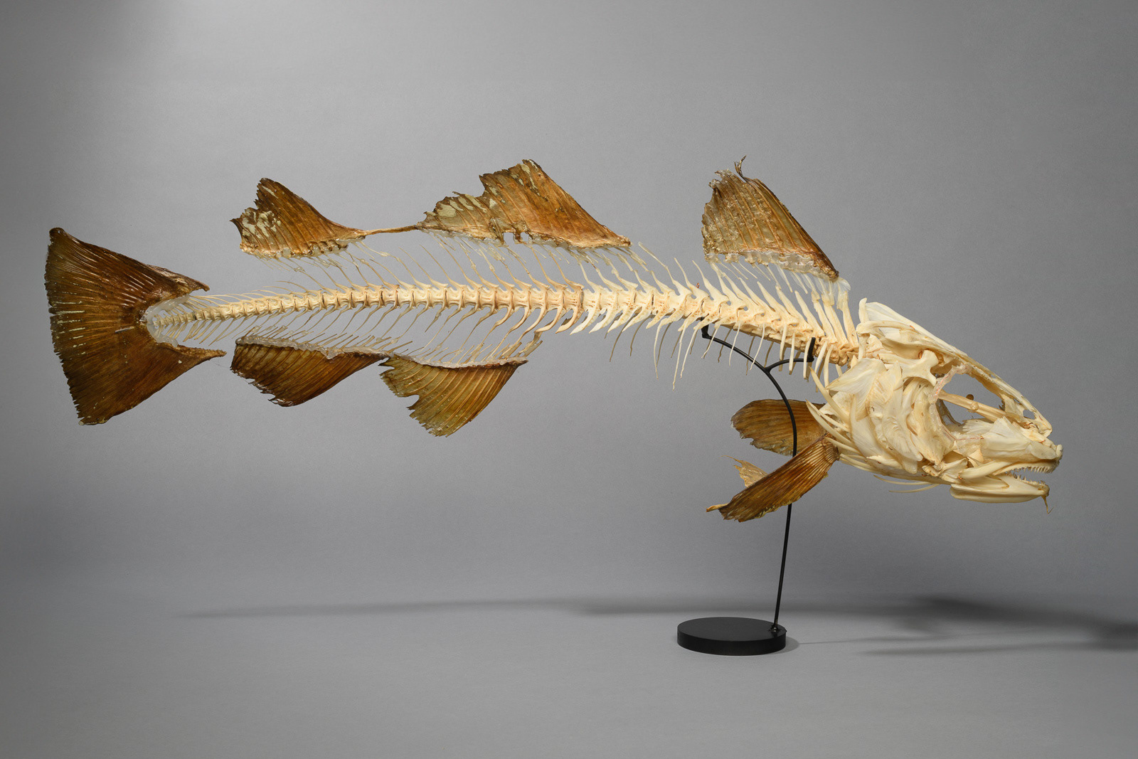 Squelette de morue du Pacifique