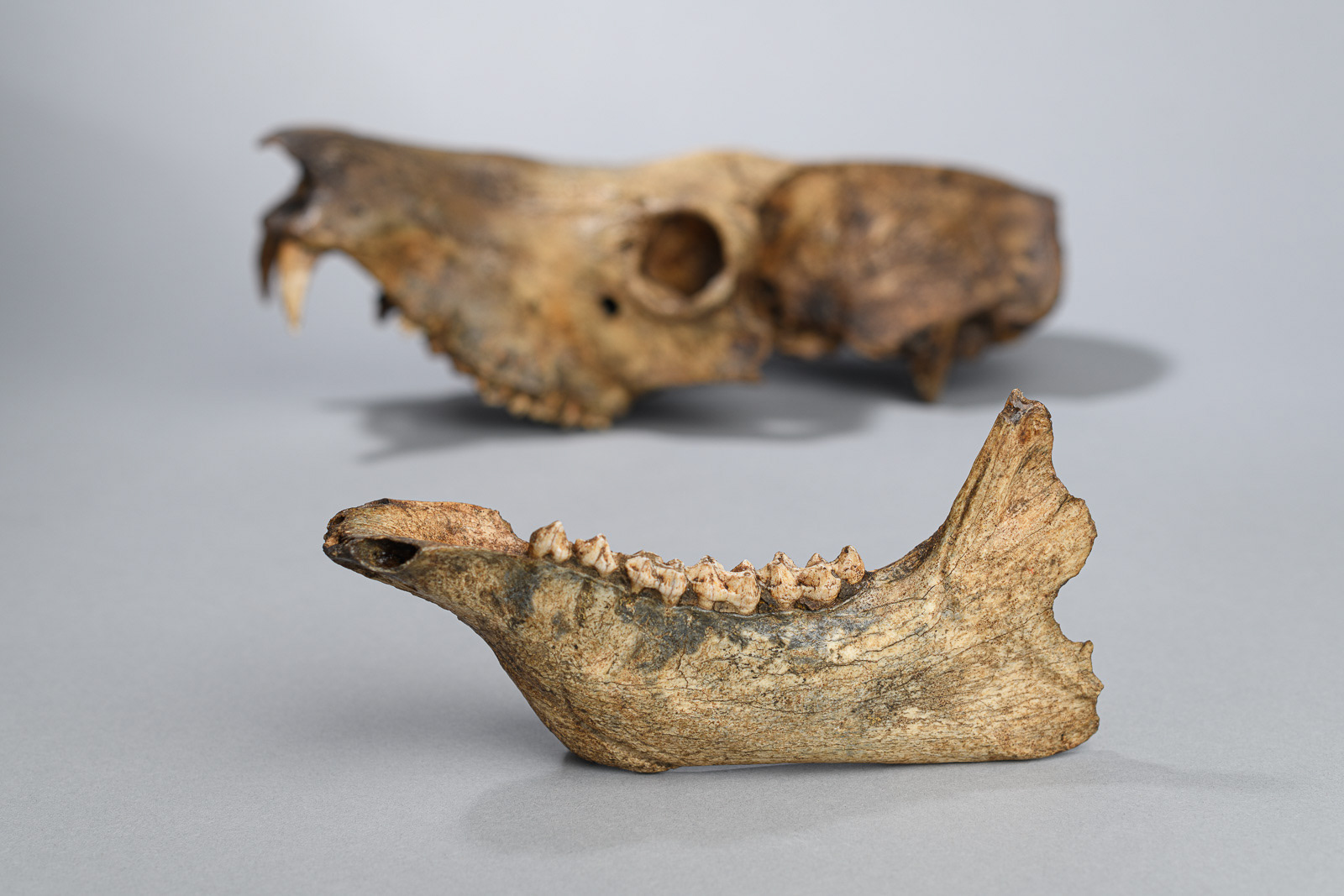 Crâne de lémurien - MUSEUM Marseille