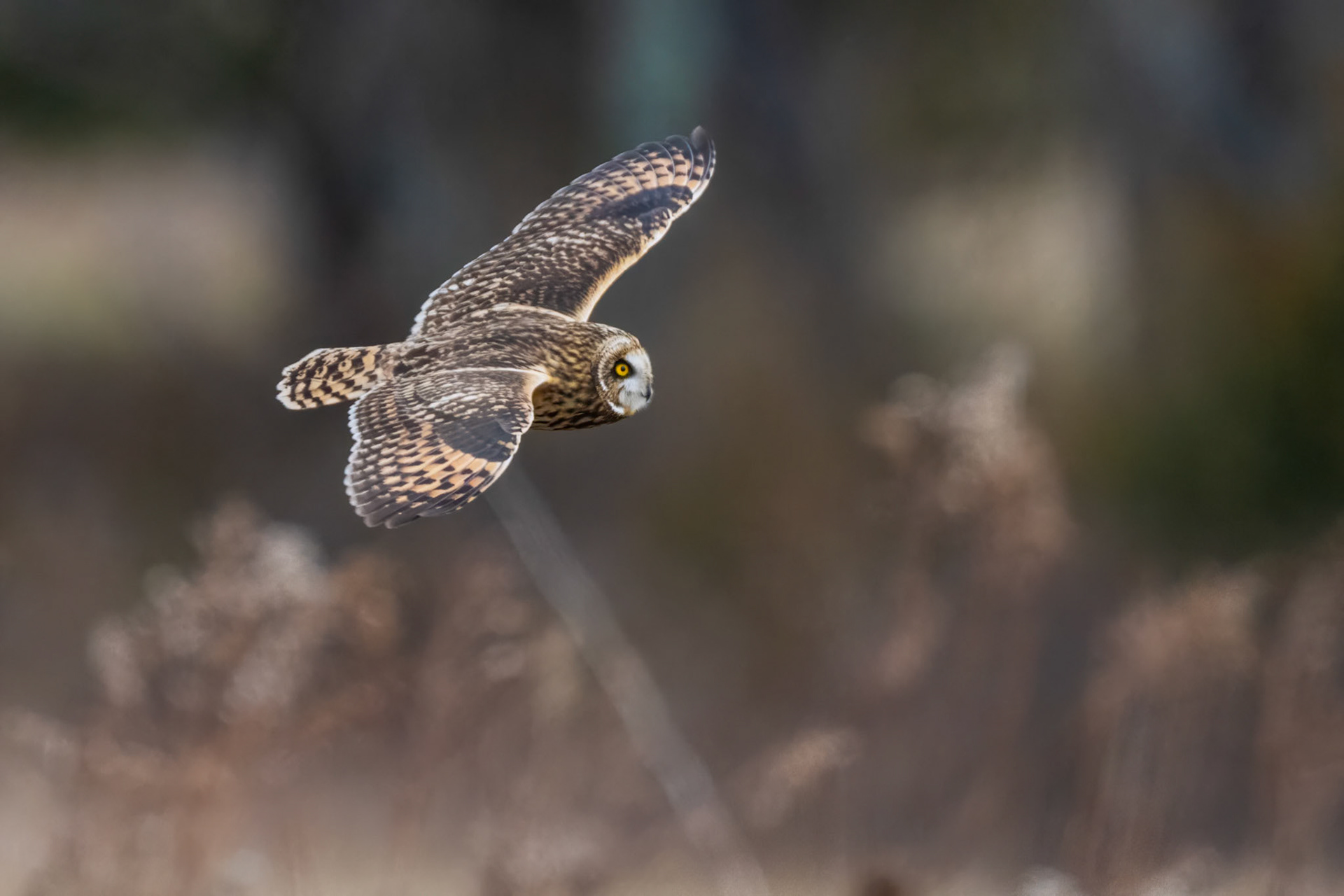 Short Eared Owl crusin the grassland