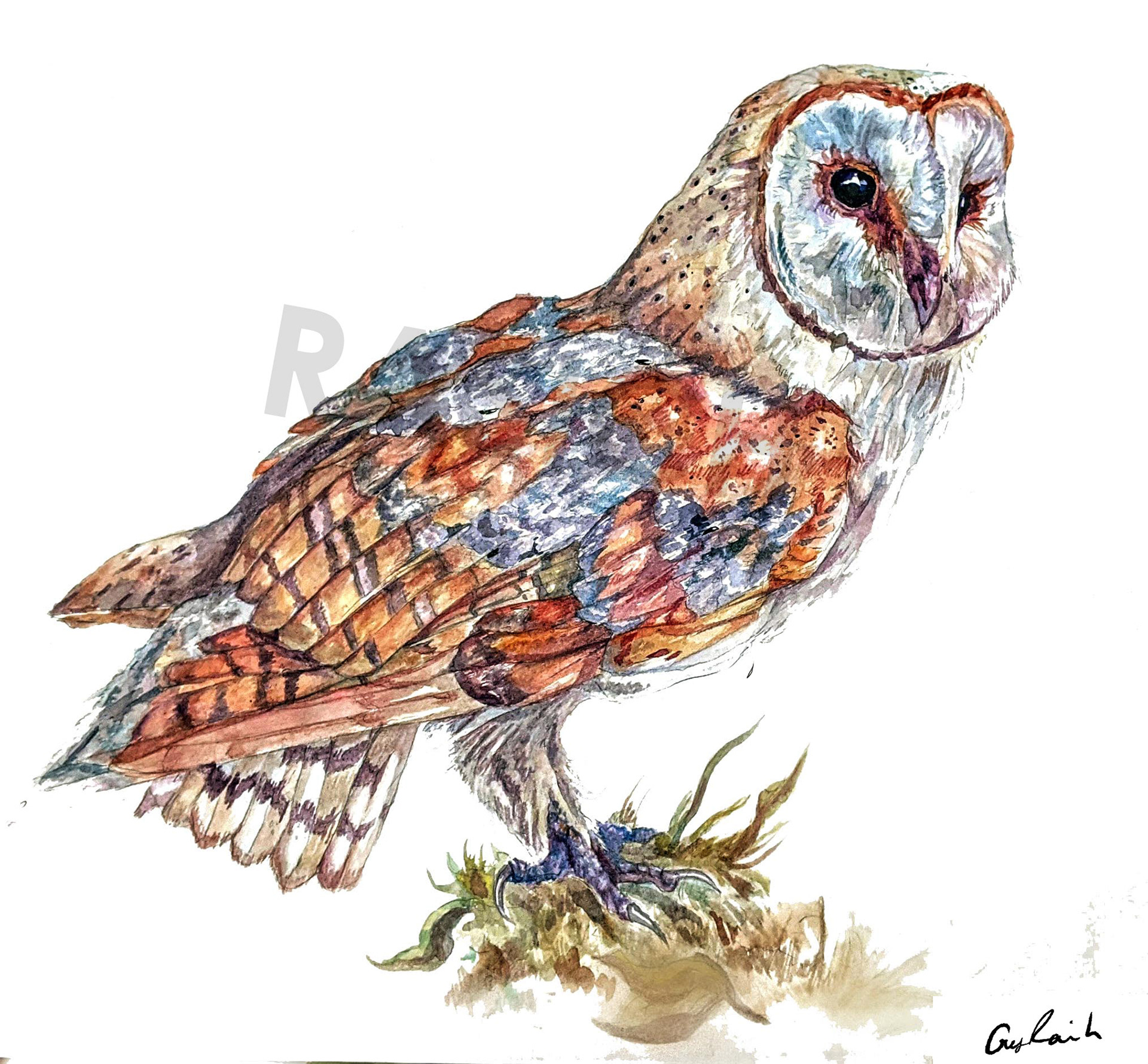 Barn Owl, Watercolor, 18"x24", 2020