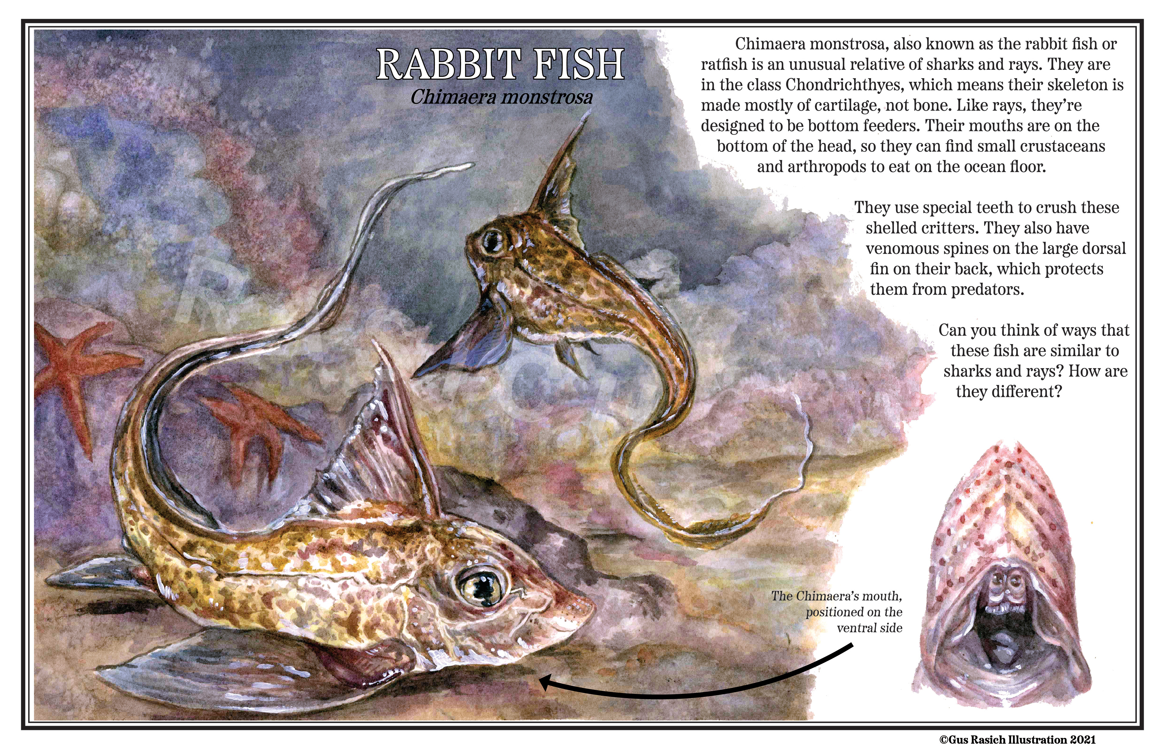 Chimaera monstrosa Species Profile, Watercolor and InDesign, 2021