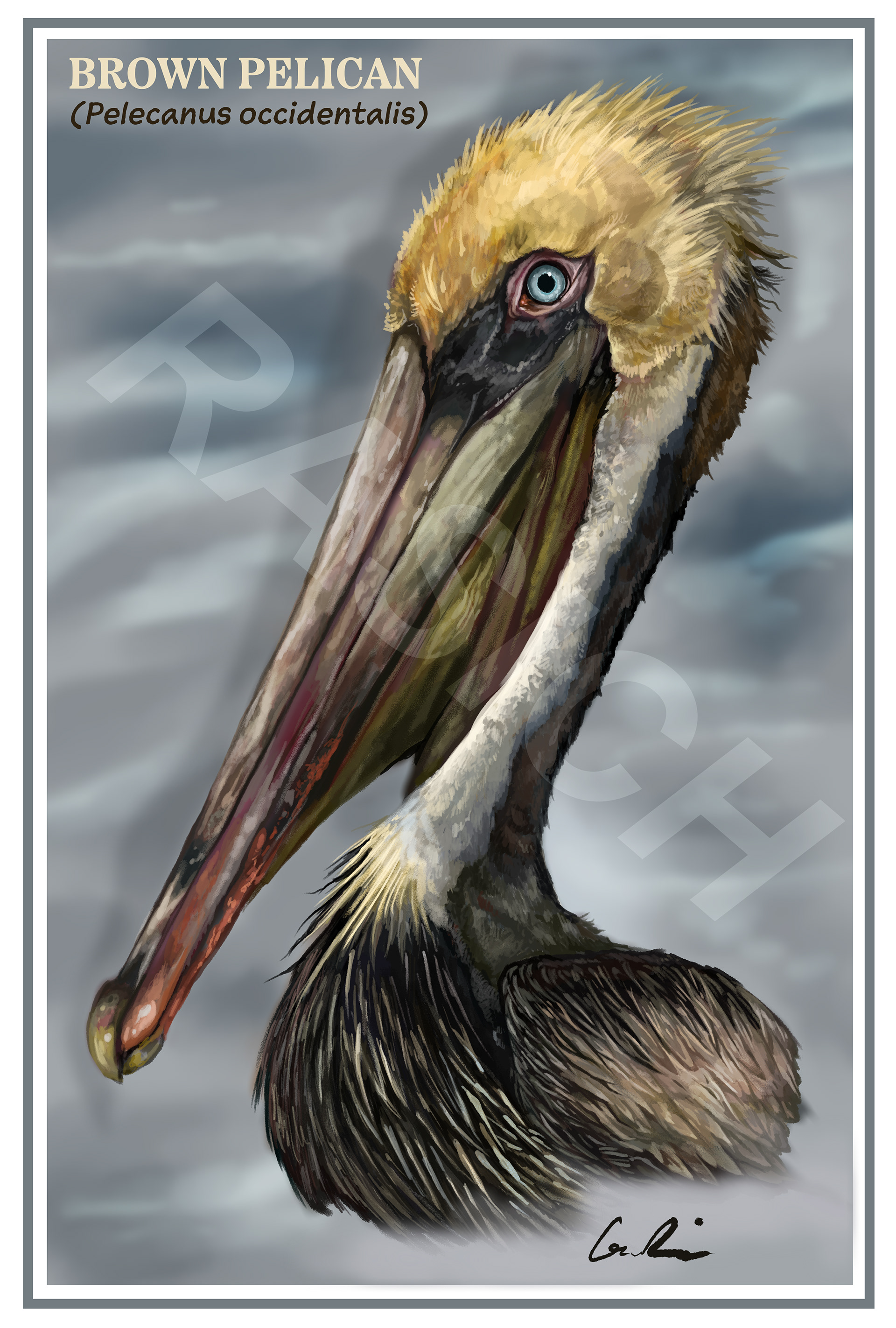 Brown Pelican, 2021, Digital Painting