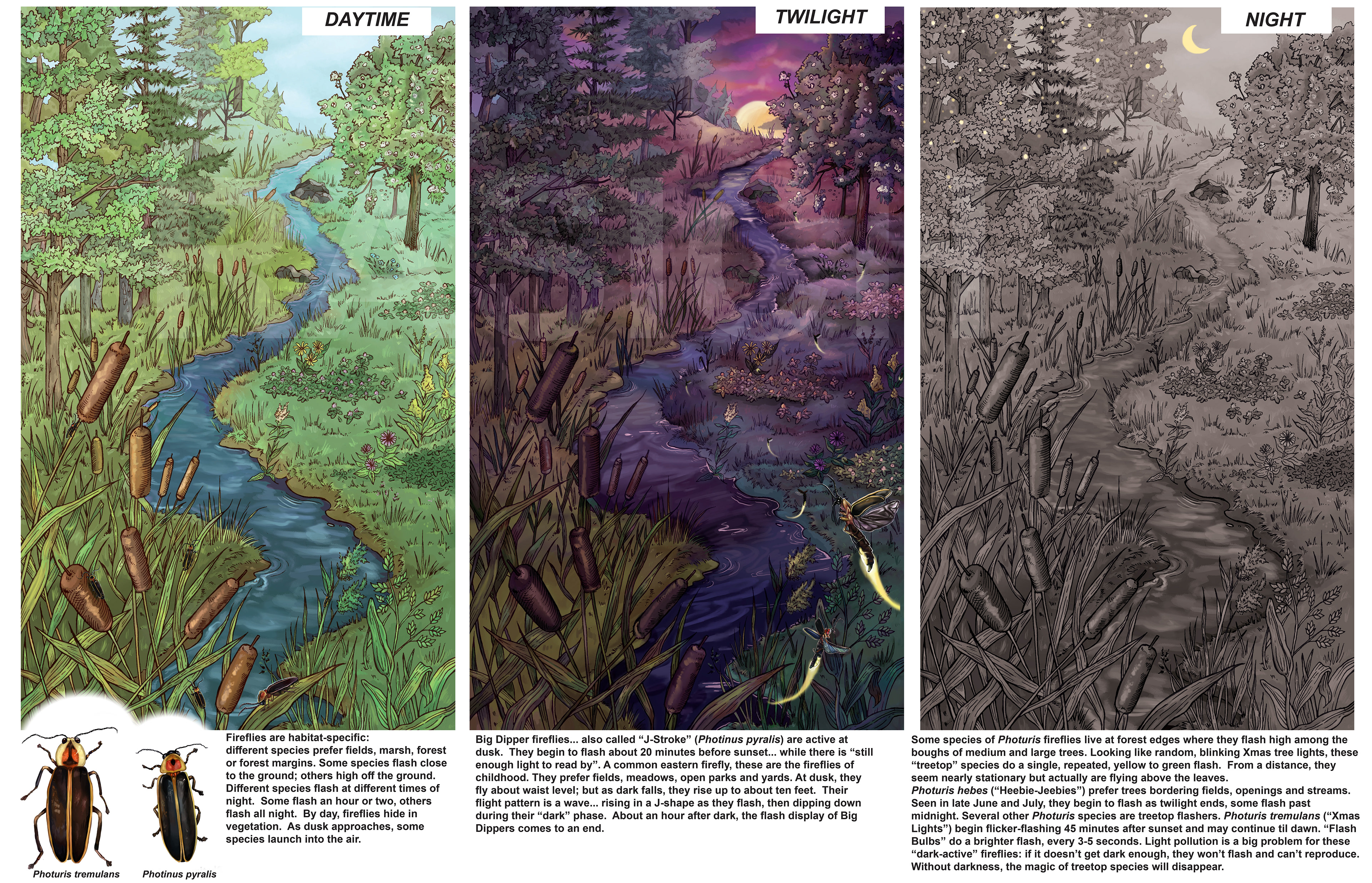 Firefly Behavior, Habitats Poster for Gloucester County Nature Club. Traditional and Digital