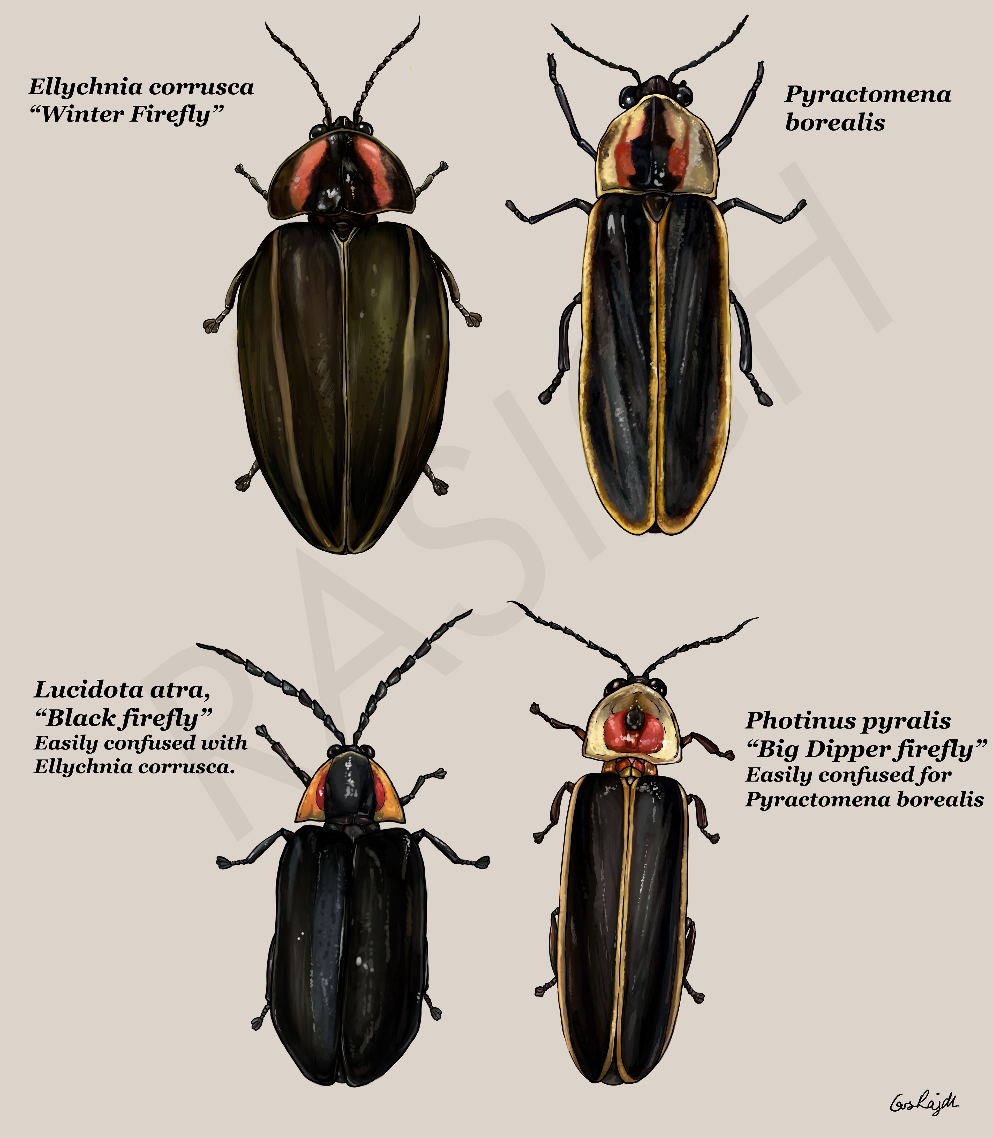 Species Comparison: Fireflies. Photoshop