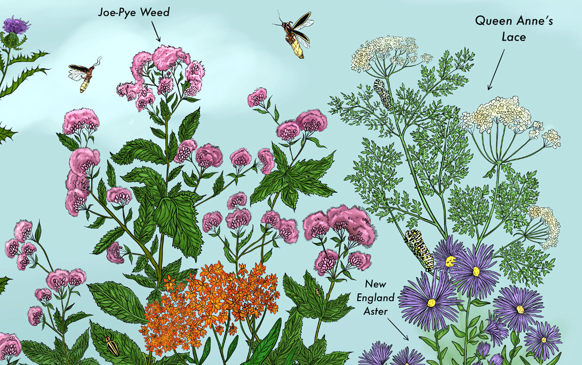 Detail-Wildflowers and Insects