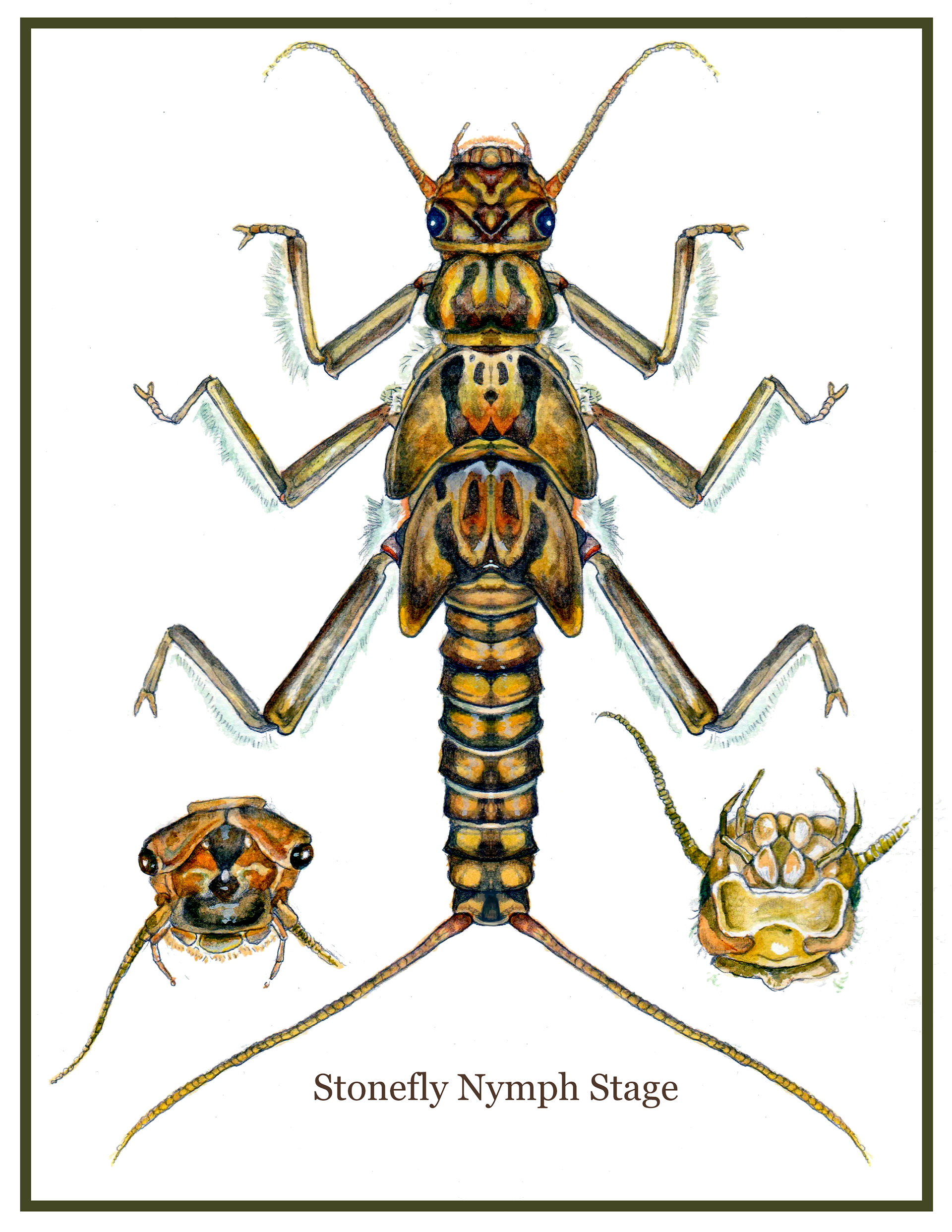 Stonefly Nymph Stage study: Watercolor & Graphite