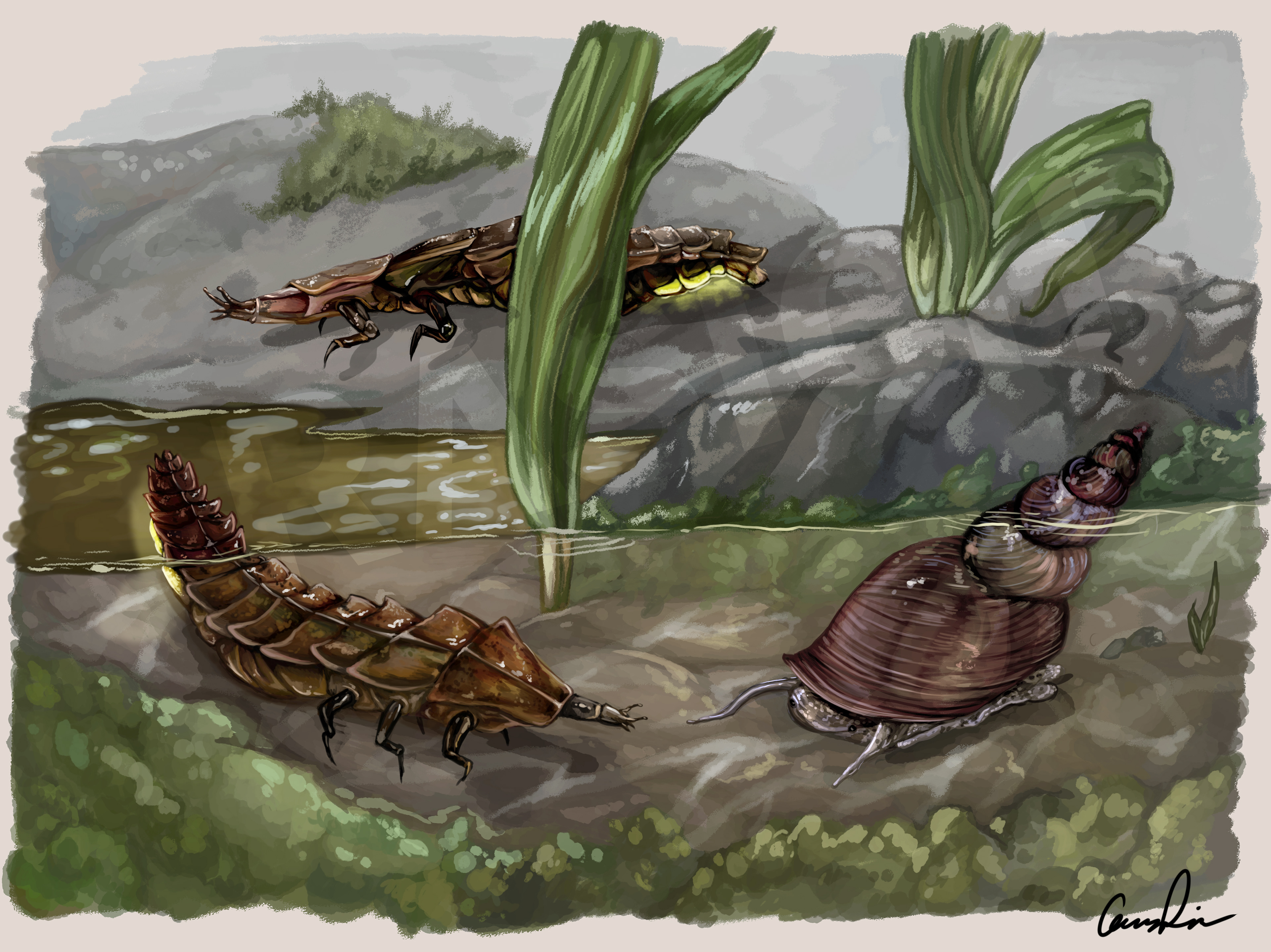 P. borealis Larva Hunting Snail, for Monarch Teacher's Network, 2020