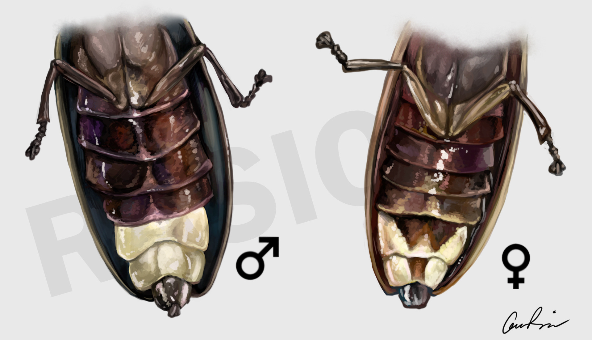 Comparison of Male and Female P. borealis Lanterns, for Monarch Teacher's Network, 2020