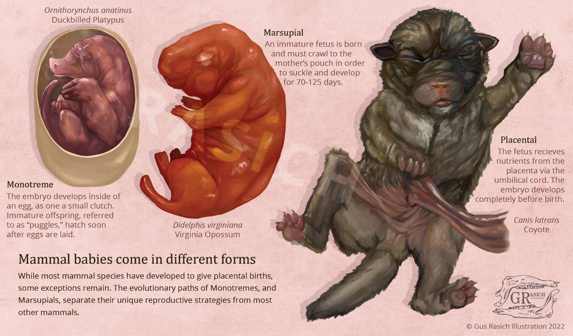 Mammal Birth Types; Photoshop and InDesign