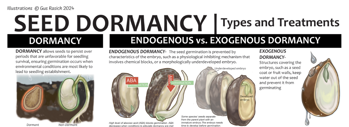 Excerpt from "Seed Dormancy" Poster 2024 | Context & Client: Illustrated for the Southeastern Grassland's Institute Native Plant Materials Program with oversight from USFWS Southeast