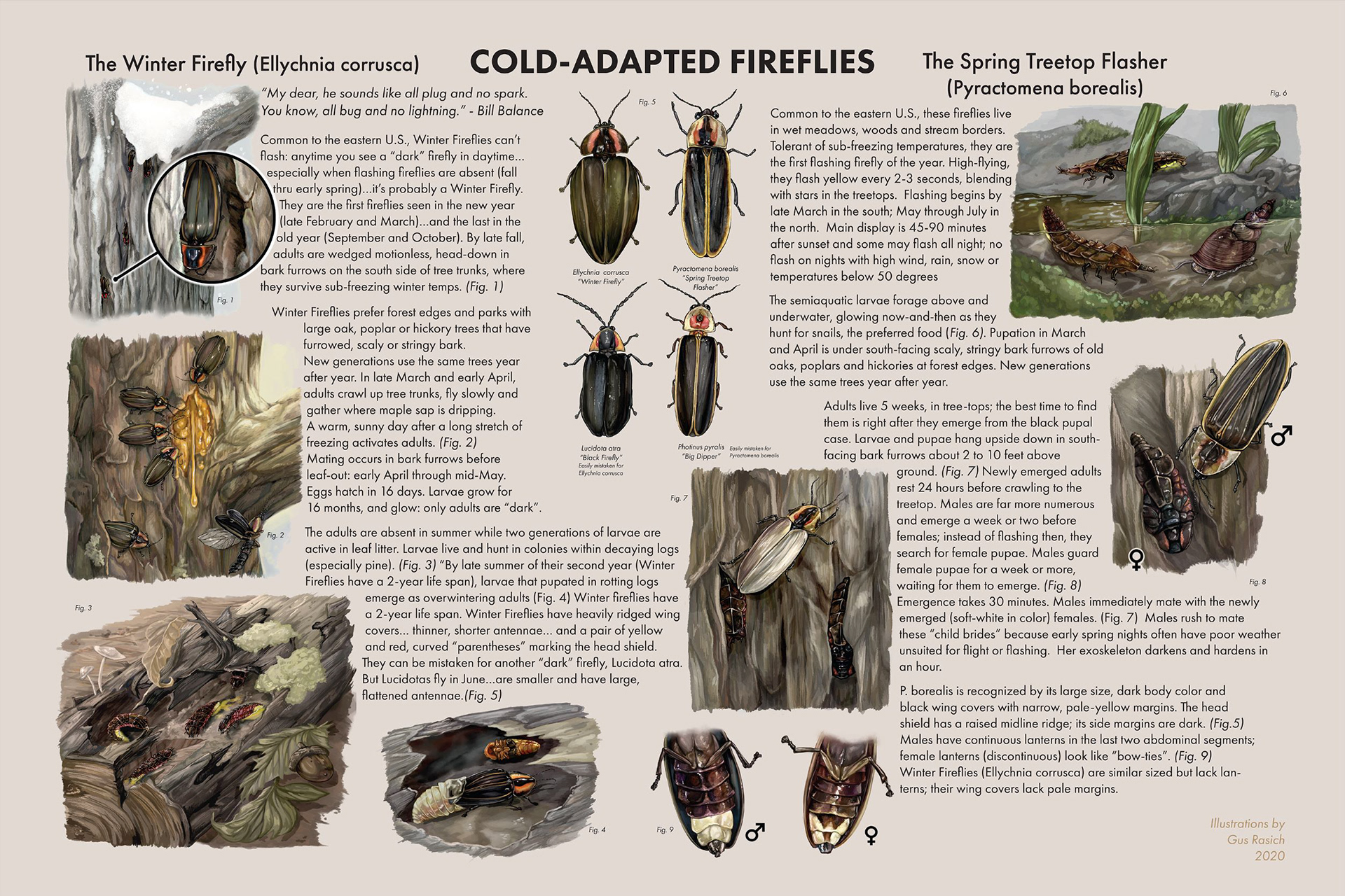 Full Poster; Unique Cold Adapted Fireflies for Gloucester County Nature Club. Photoshop, InDesign