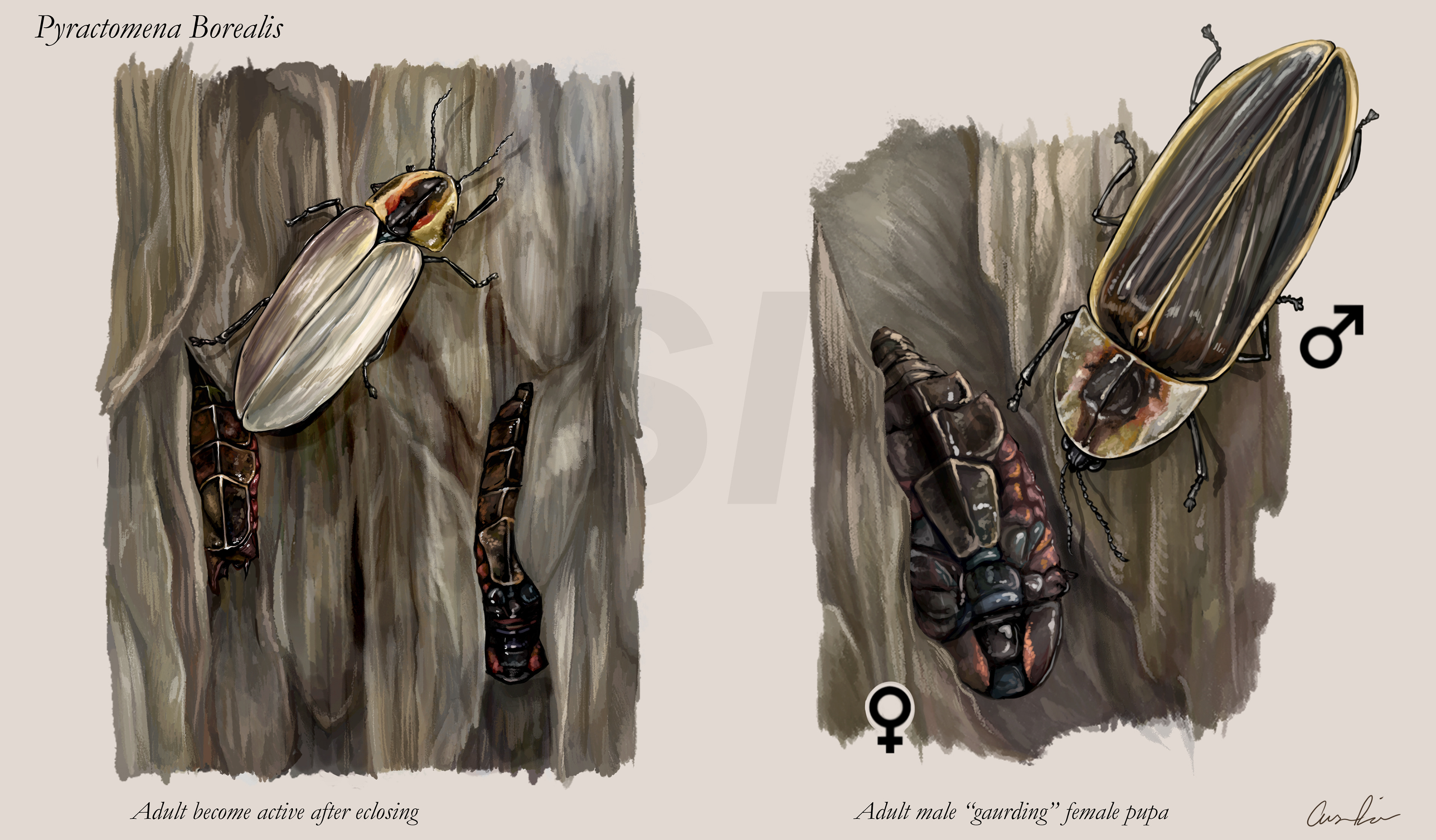 Pyractomena borealis Mating Behavior for Monarch Teacher's Network, Digital painting, 2020