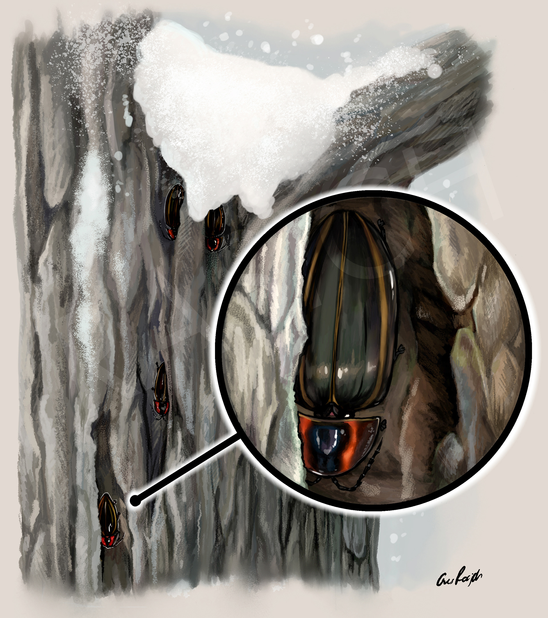 Ellychnia Corrusca Overwintering for Monarch Teacher's Network, Digital painting, 2020