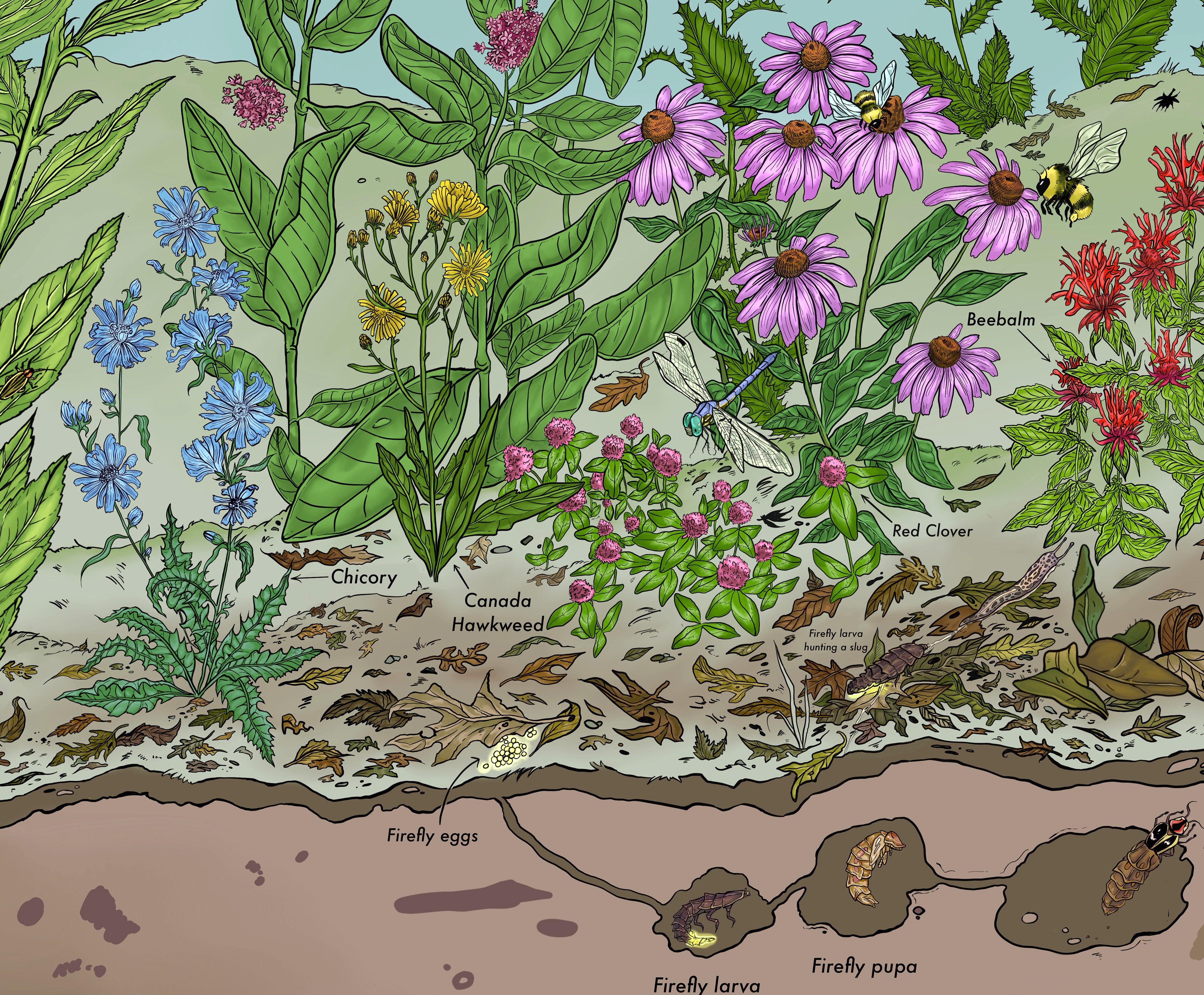 Detail-Wildflowers and Insects