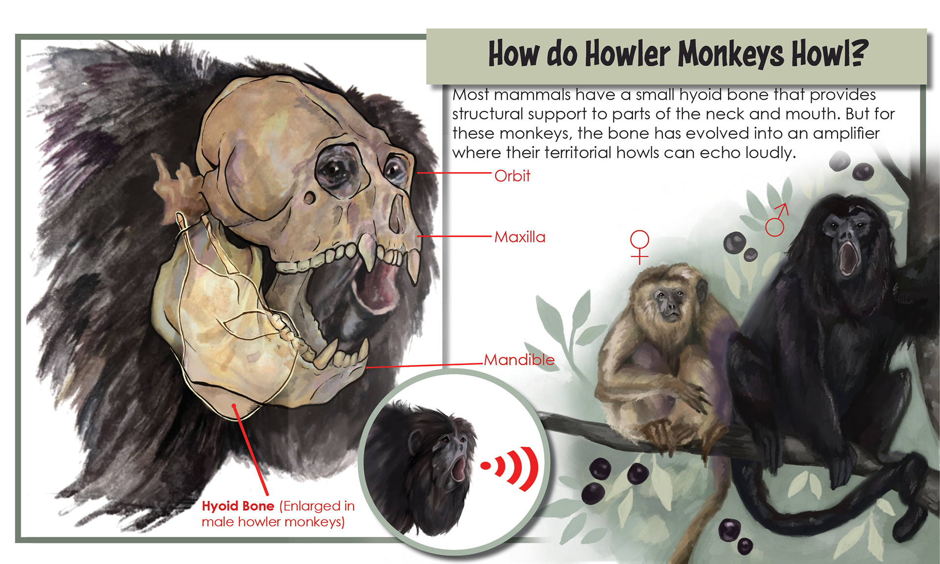 Howler Monkey Hyoid Adaptations, Mixed Media; Traditional/Digital Collage., Gouache, Photoshop.
