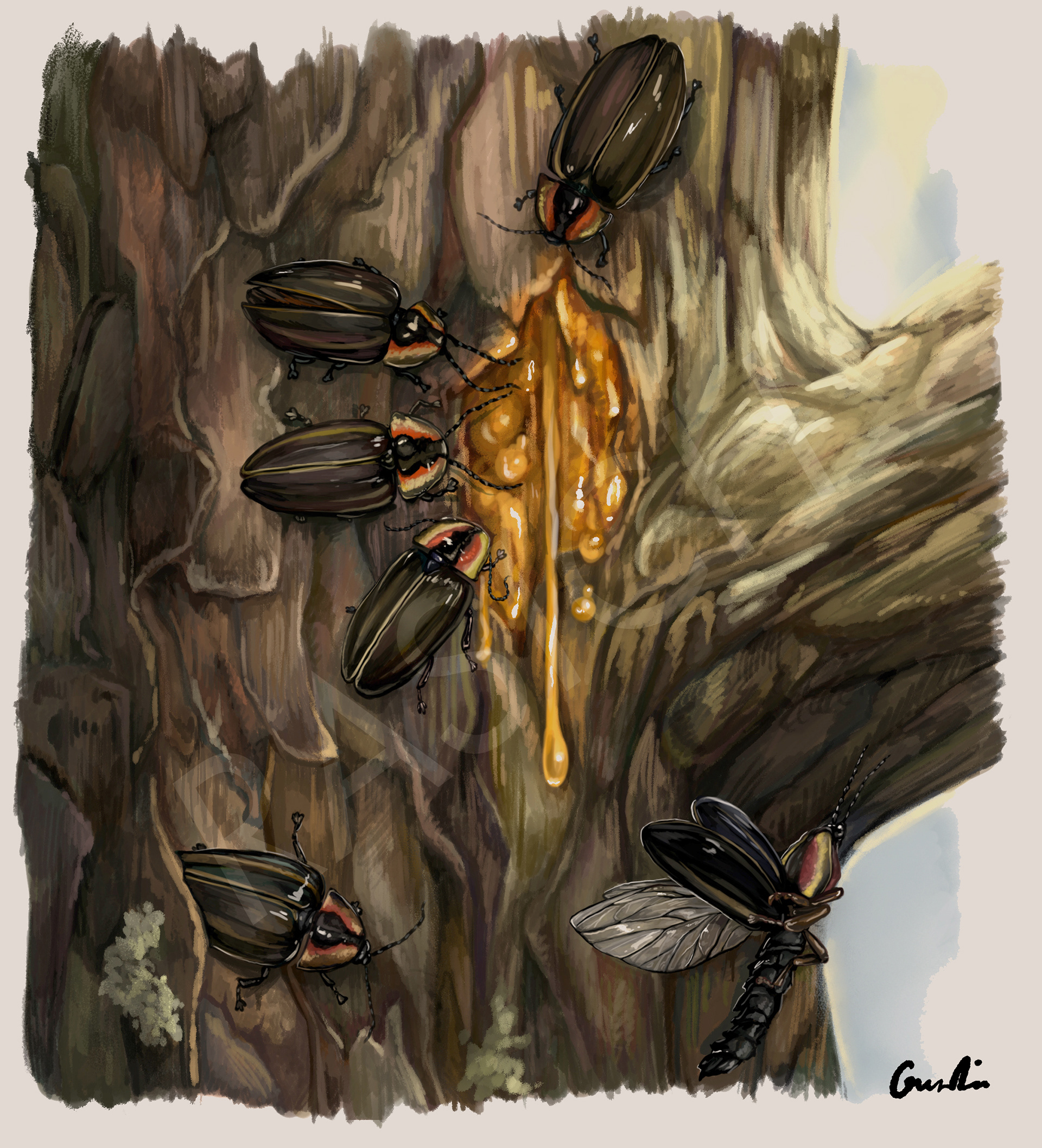 Ellychnia corrusca Active in Spring, for Monarch Teacher's Network, 2020