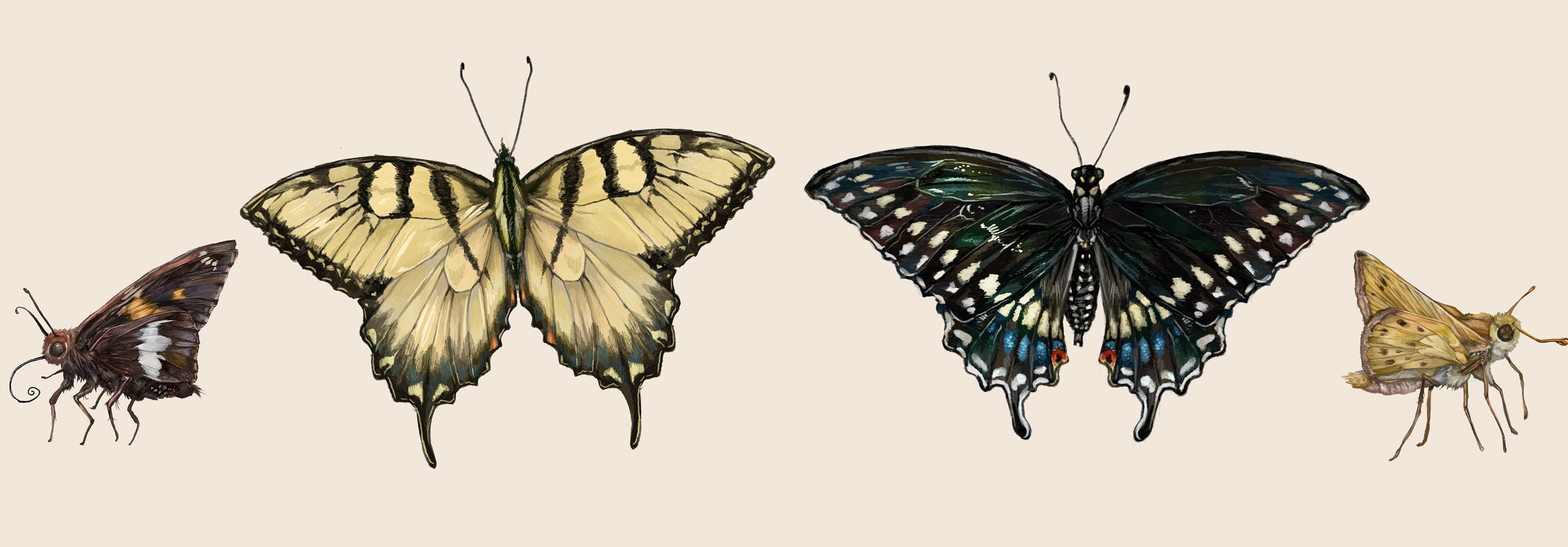 Common Butterflies of Eastern US, Photoshop Digital Painting