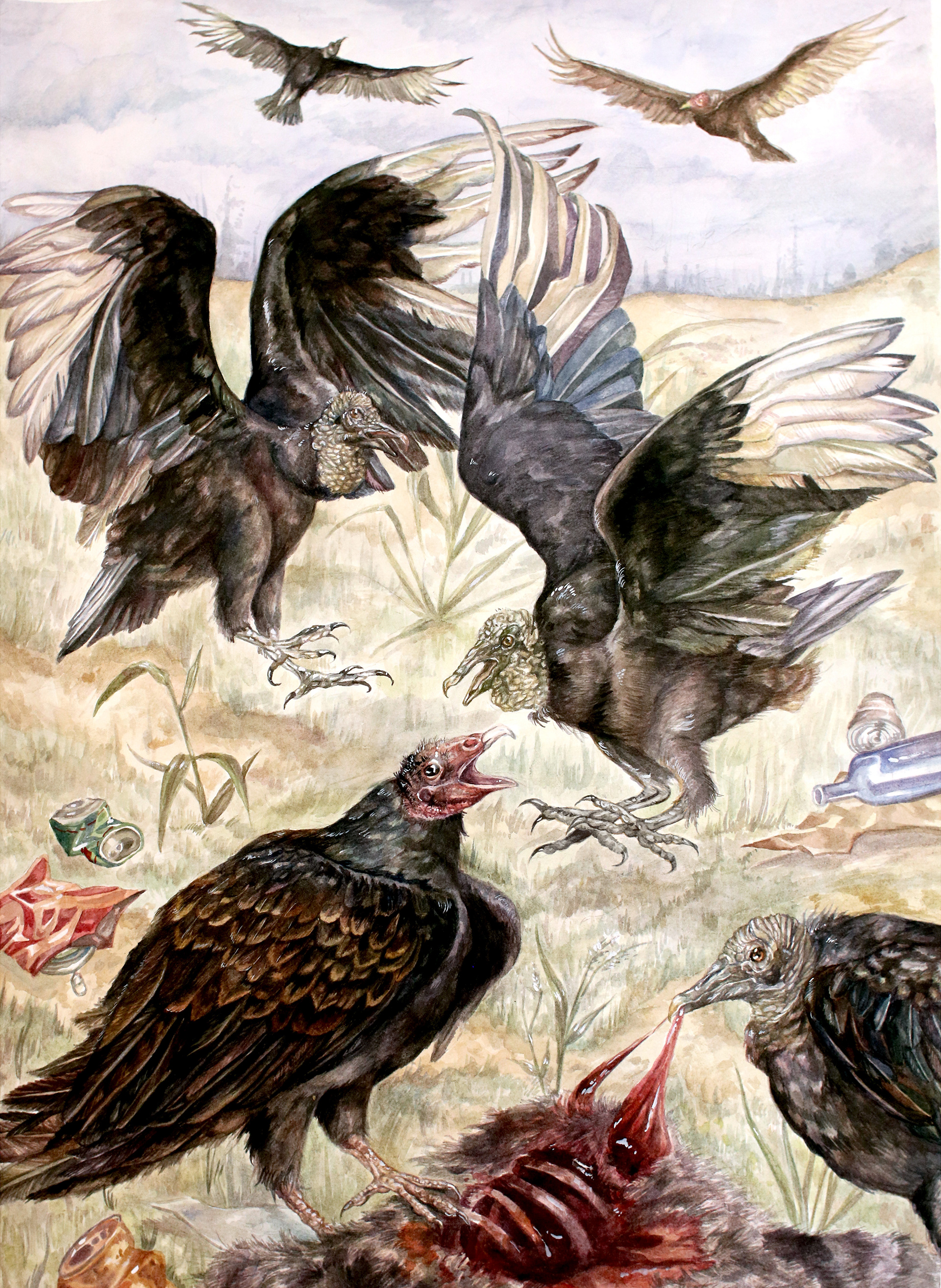Black Vultures & Turkey Vultures, Watercolor