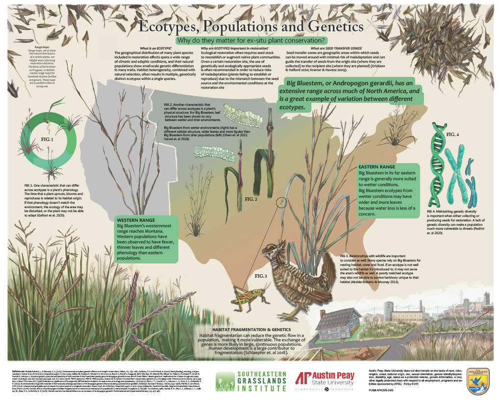 "Ecotypes, Populations and Genetics" 2024 | Context & Client: Illustrated for the Southeastern Grasslands Institute's Native Plant Materials Program with oversight from USFWS Southeast