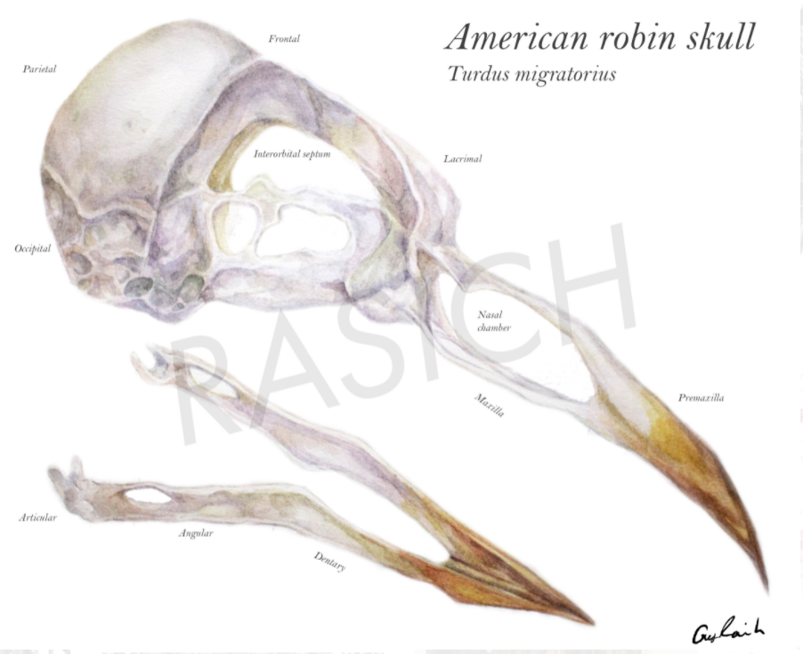American Robin Skull Anatomy: Watercolor