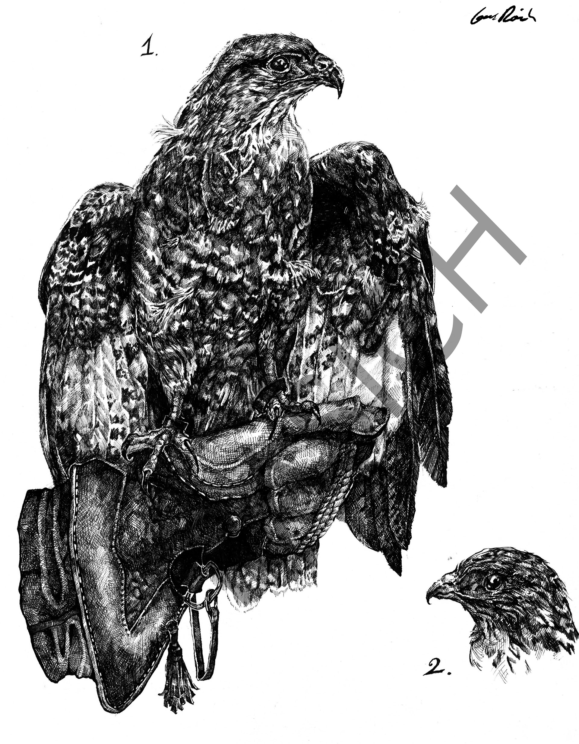 Buteo buteo, Ink illustration, 2018