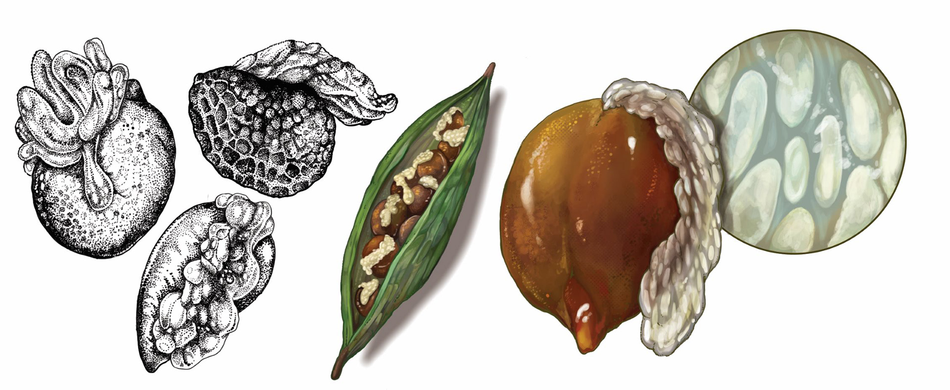 Varieties of Myrmecochorous Plants' Eliasome-Bearing Seeds
