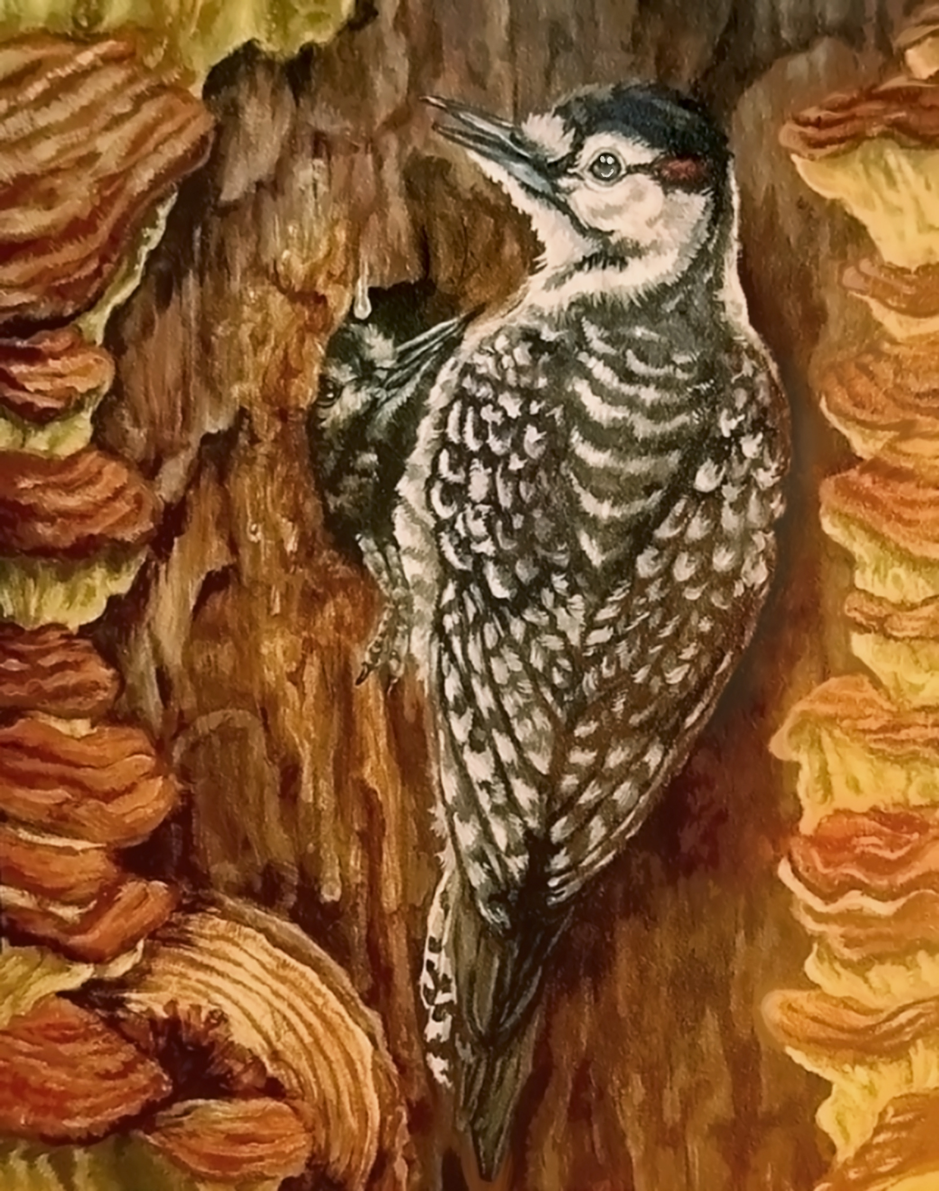 Red Cockaded Woodpecker with Red Heart Fungus, Acrylic