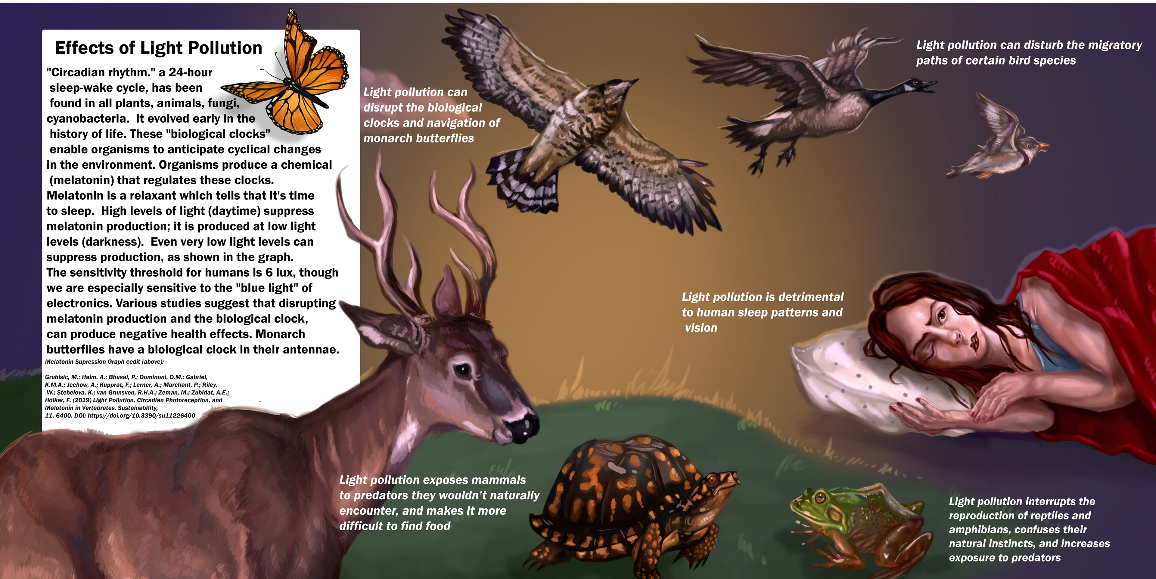 Light Pollution Digital Illustration Collage for Gloucester County Nature Club, Photoshop