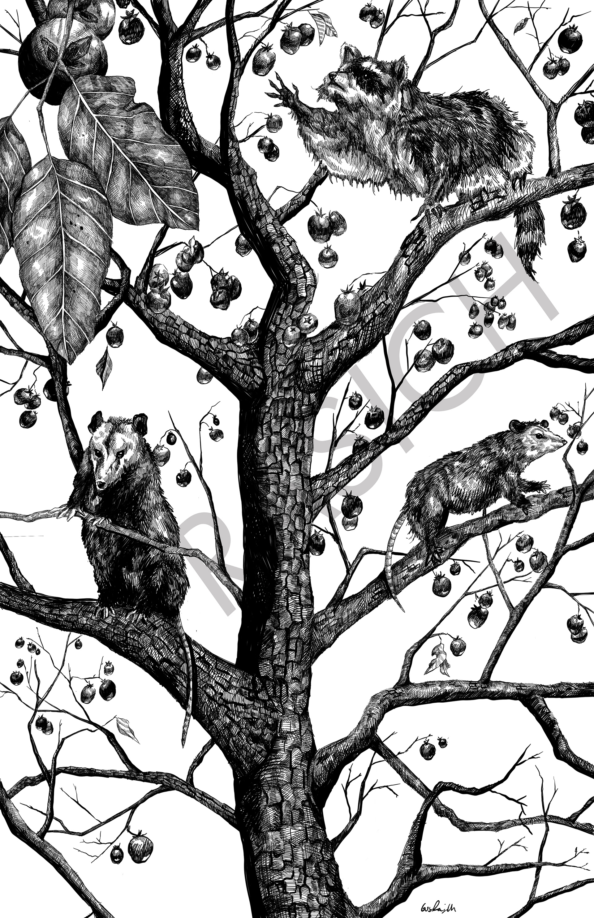 Raccoon and Opossums feeding on Persimmon Tree Fruit for Mad Hatter's Tree Party Guidebook, 2019