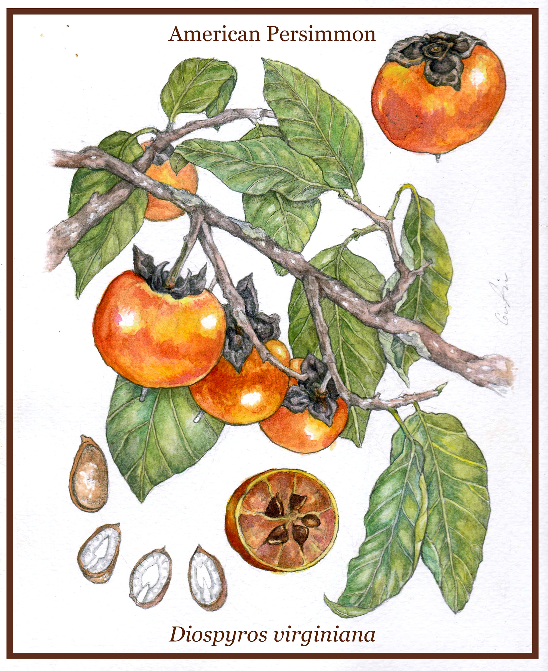 American Persimmon Study: Watercolor & Graphite