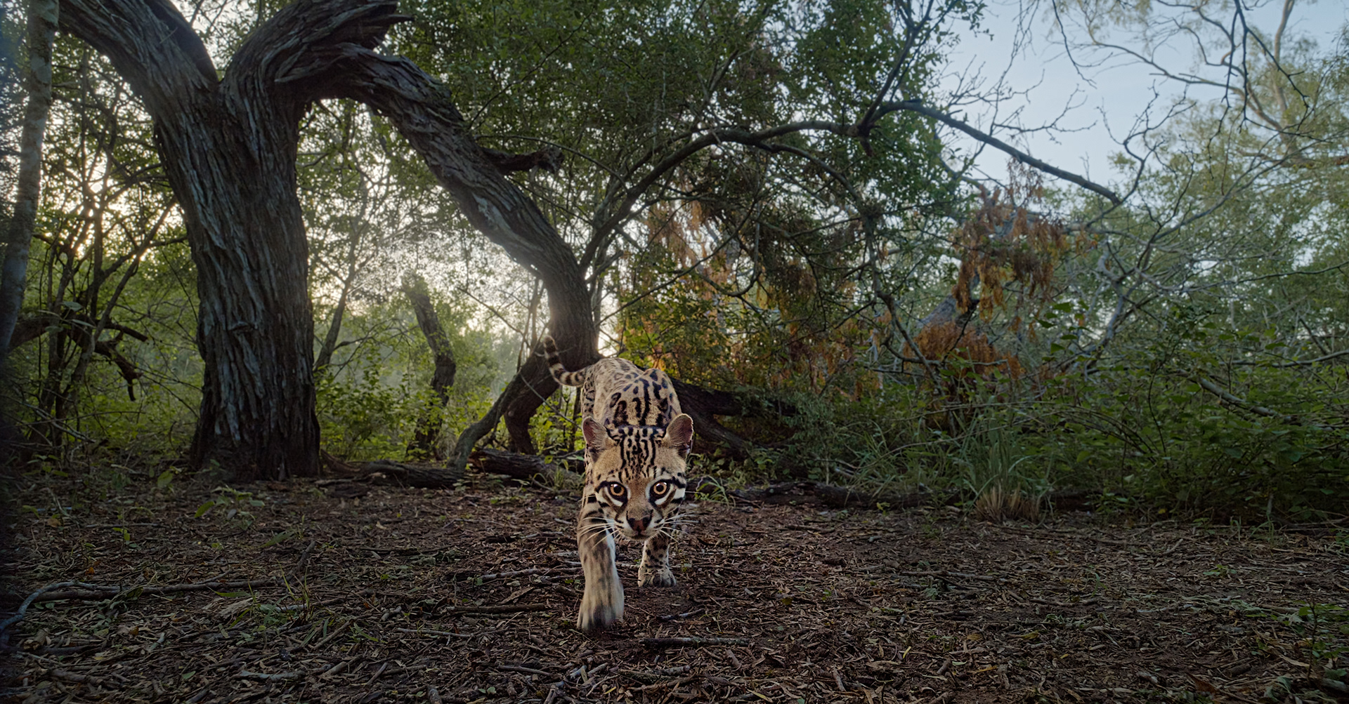 Recover Texas Ocelots - Supporting Texas Ocelots & Deep in the Heart Film