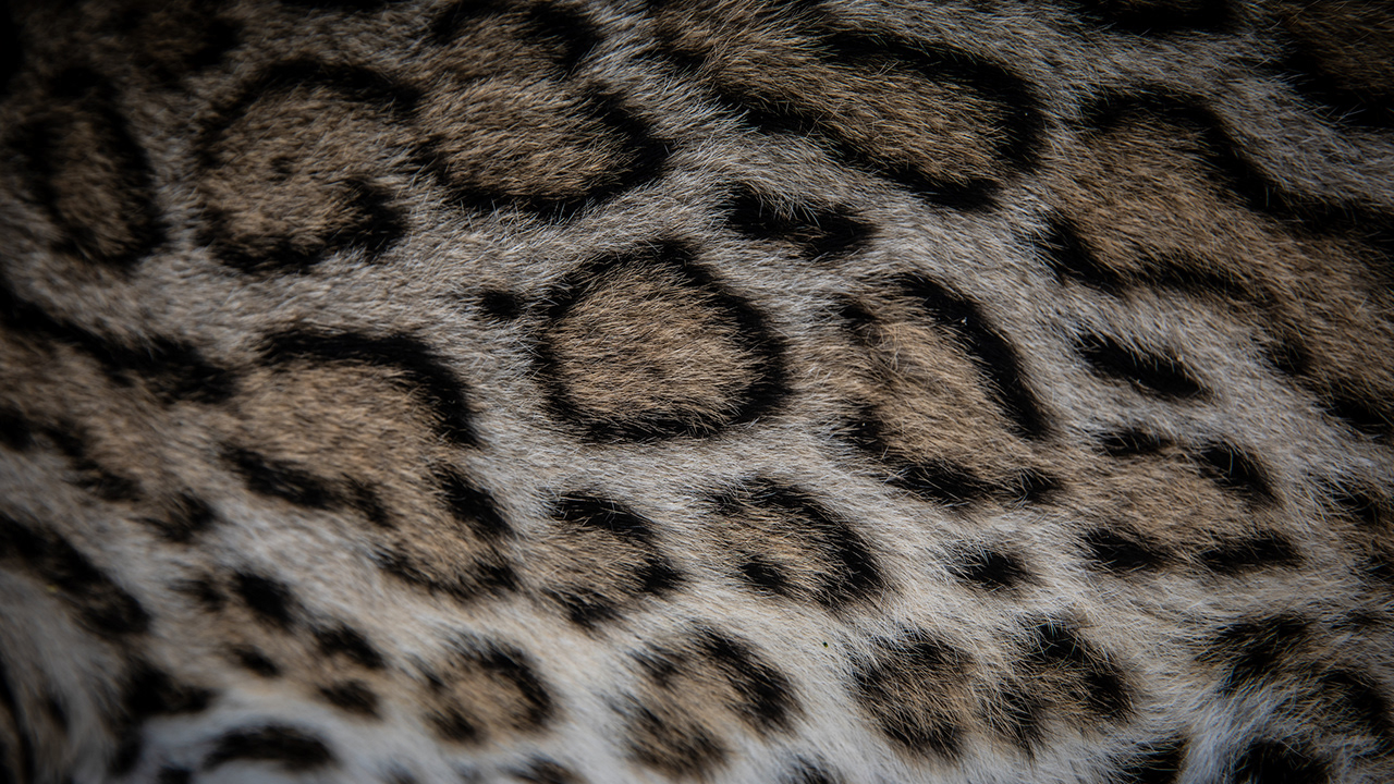 Recover Texas Ocelots
