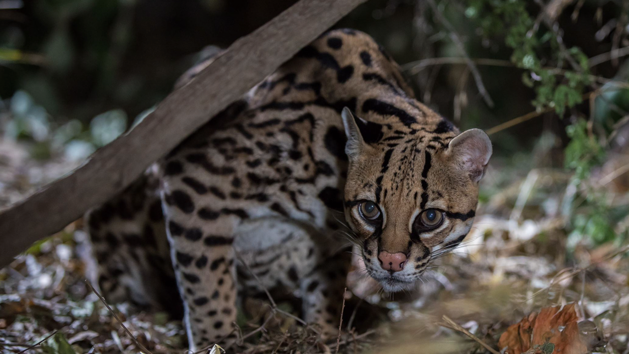 Recover Texas Ocelots