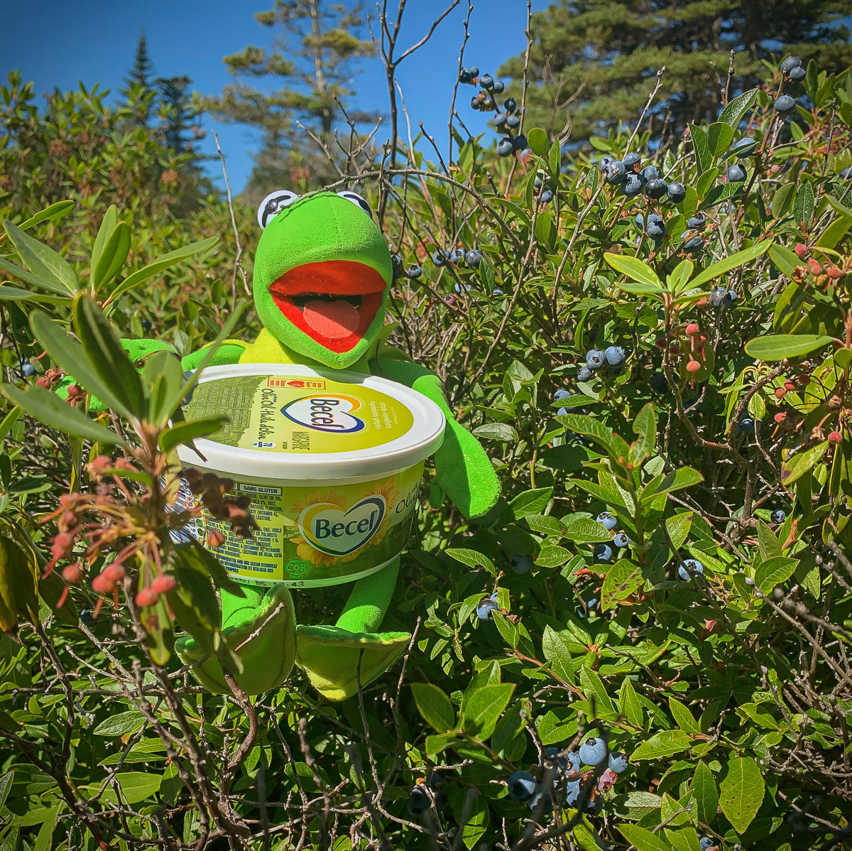Blueberry Picking