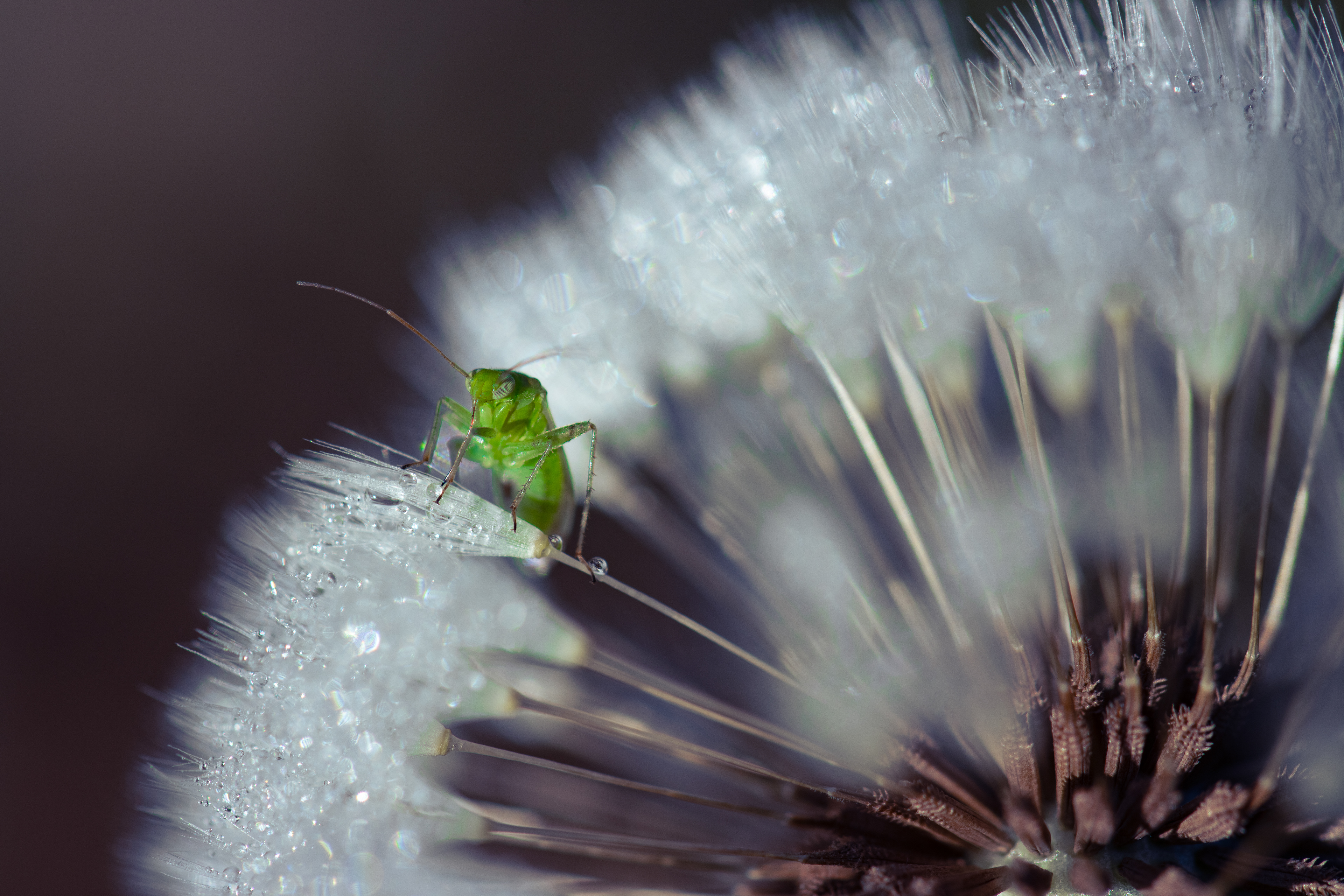 Aphid, Digital Photograph, Nov 18, 2025